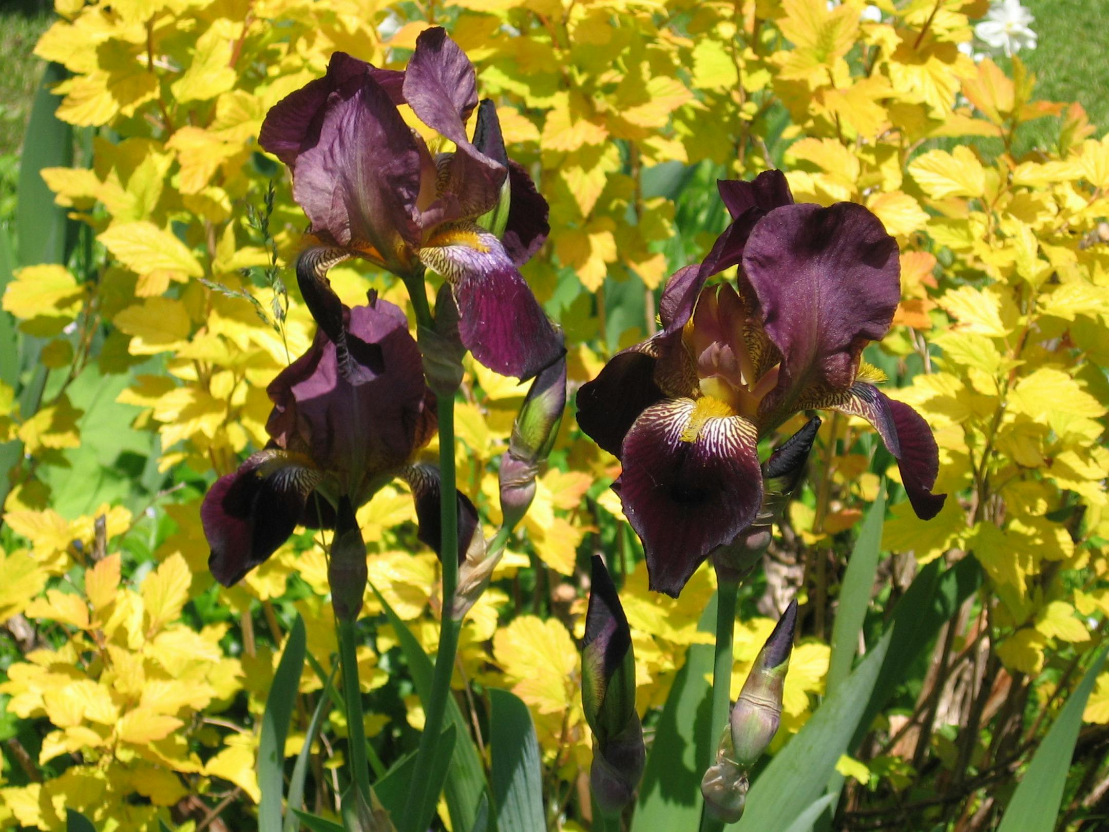 Clematis provides a dash of color in the verdant landscape.