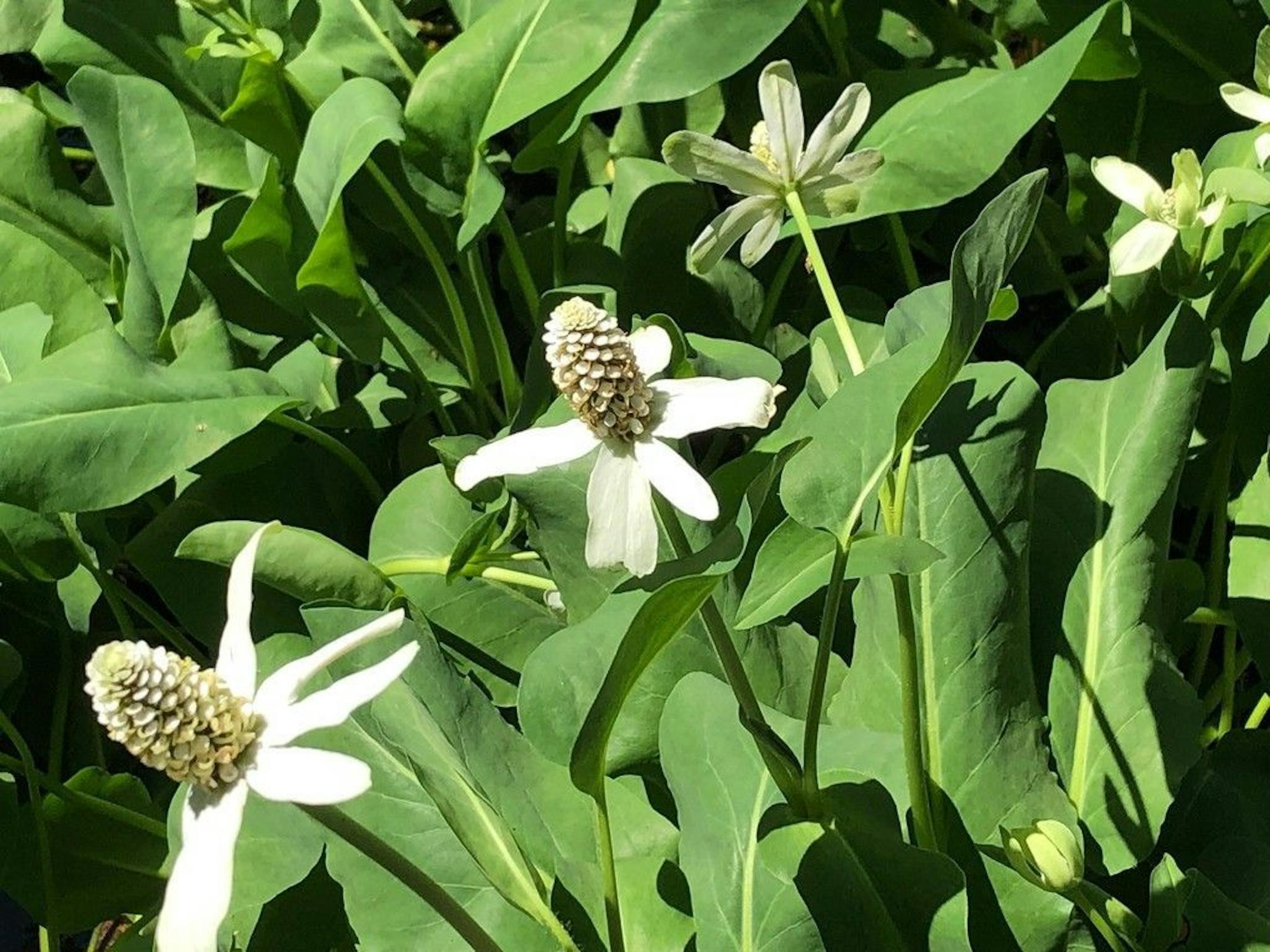 Learn about blooming yerba mansa and other pond plants at the Minnesota Water Garden Society tour.