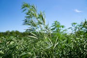 Hemp grows in a field in 2022 near Waconia, Minn. Hemp seed may soon be allowed in chicken feed, opening a potentially massive market that could boost