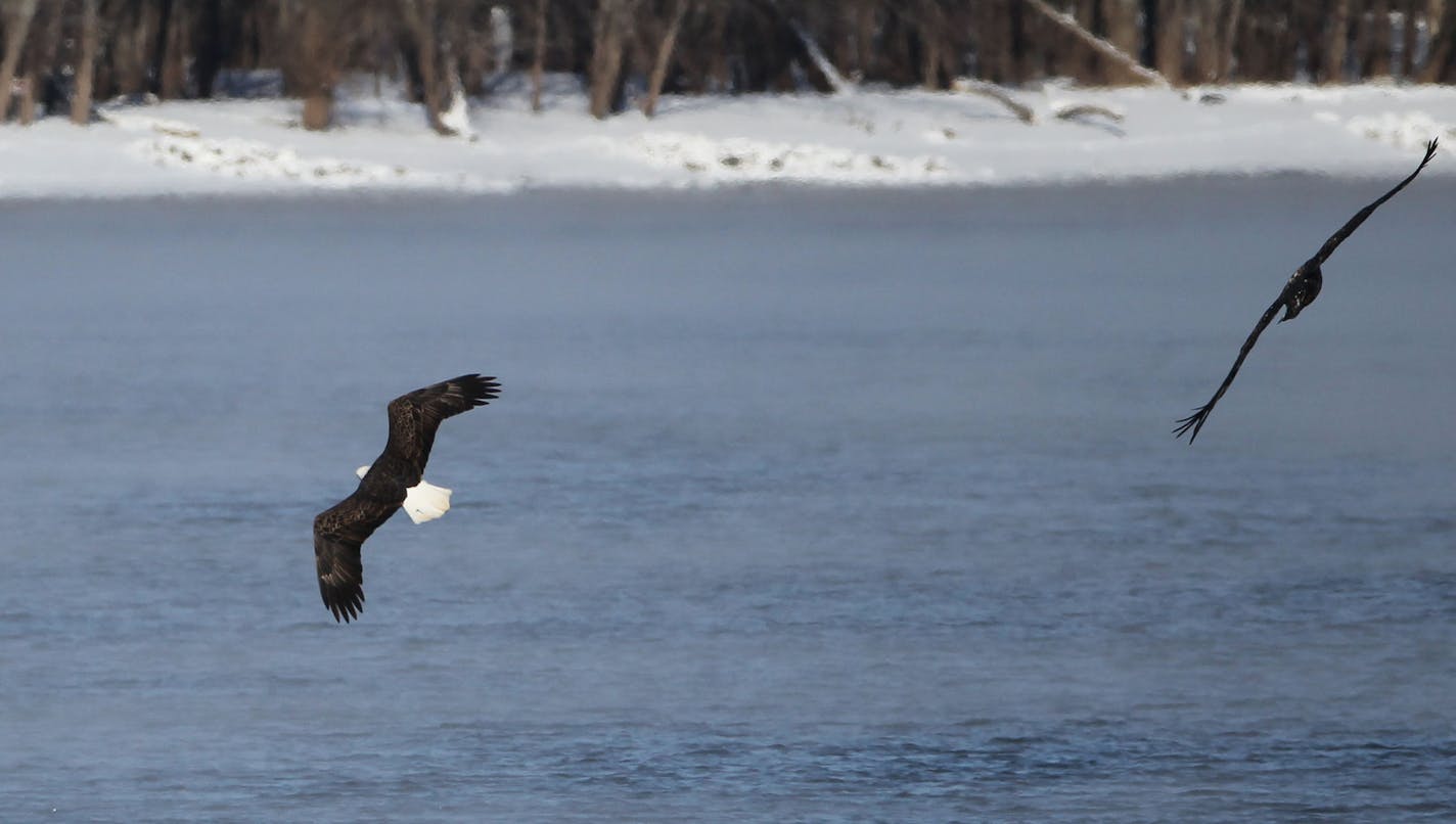 A pair of bald eagles hunt for fish above the water Wednesday, Jan. 7, 2015, on the Mississippi River in Red Wing, MN.](DAVID JOLES/STARTRIBUNE)djoles@startribune.com Bald eagles on Mississippi River