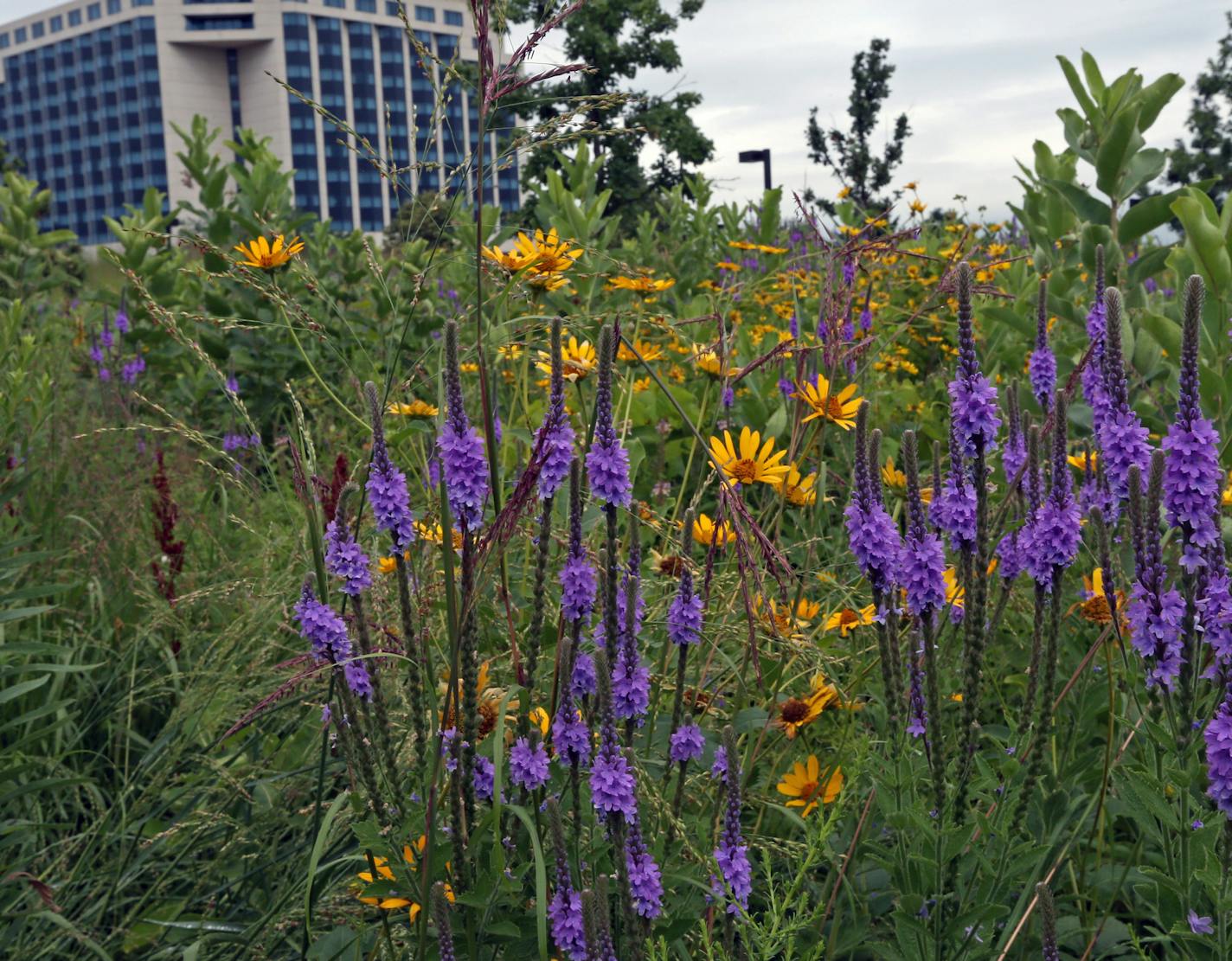 Flowers bloomed in the rainwater gardens infront of the Minnesota Valley Wildlife Refuge, not far from office building and hotels, in Bloomington on 7/30/13.] Bruce Bisping/Star Tribune bbisping@startribune.com