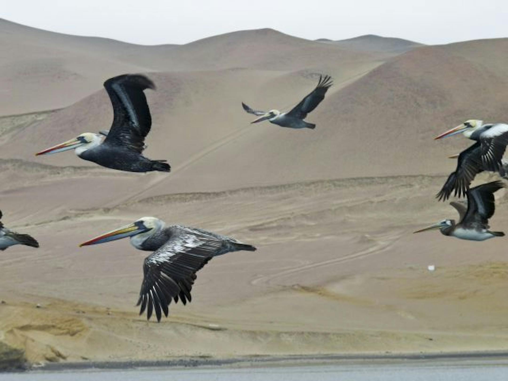 The photographer: Kelly O'Neil of Eden Prairie. The scene: Pelicans soar near Islas Ballestas, off the coast of Paracas, Peru. O'Neil, a student at the University of Wisconsin, Madison, was studying abroad in Lima when she took the trip to what's been called the poor man's Galapagos. "I have never seen so many birds in my life. There were also seals and penguins," O'Neil wrote in an e-mail. She likes the vantage point. "Because the pelicans were flying so close to the water and I was in a boat,