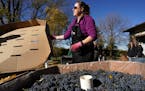 Laura Schroeder of South St. Paul, Minn. pulls the lid off a box of grapes from Washington state to be crushed into wine Saturday, Oct. 23, 2021 at Mi