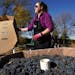 Laura Schroeder of South St. Paul, Minn. pulls the lid off a box of grapes from Washington state to be crushed into wine Saturday, Oct. 23, 2021 at Mi