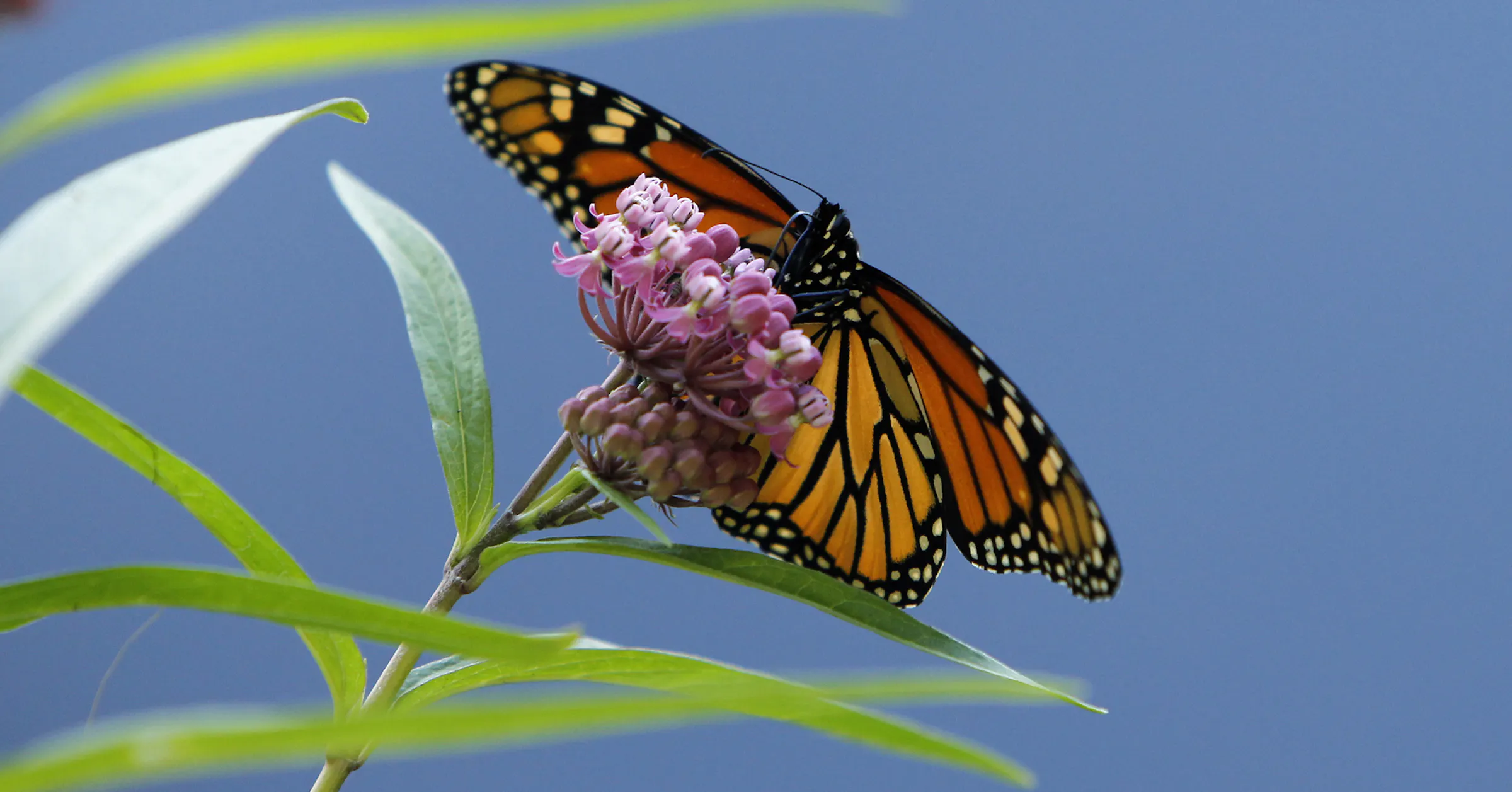 Butterfly Rescue Monarch butterfly rescue effort receives $20 million boost