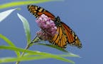 Monarch butterflies lay their eggs exclusively on milkweed plants, and milkweed is the only thing that hatched caterpillars eat.
