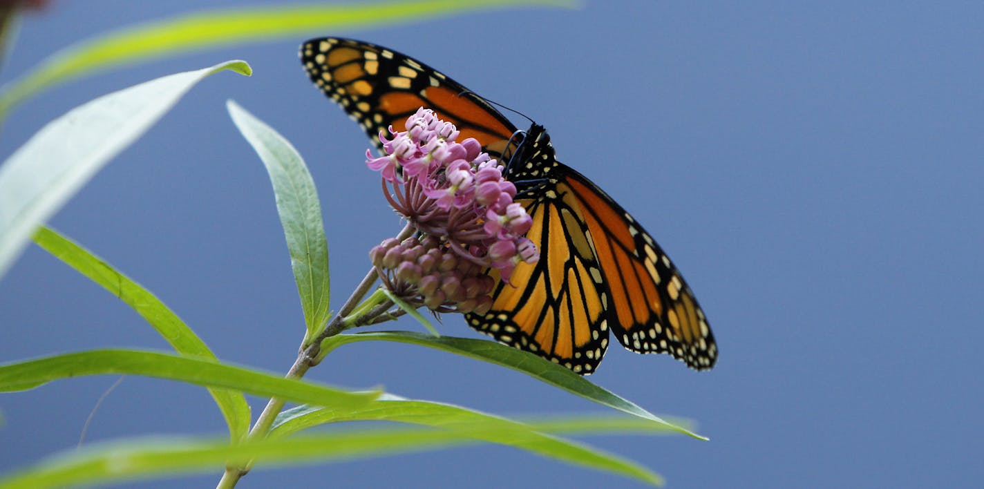 Monarch butterflies lay their eggs exclusively on milkweed plants, and milkweed is the only thing that hatched caterpillars eat.