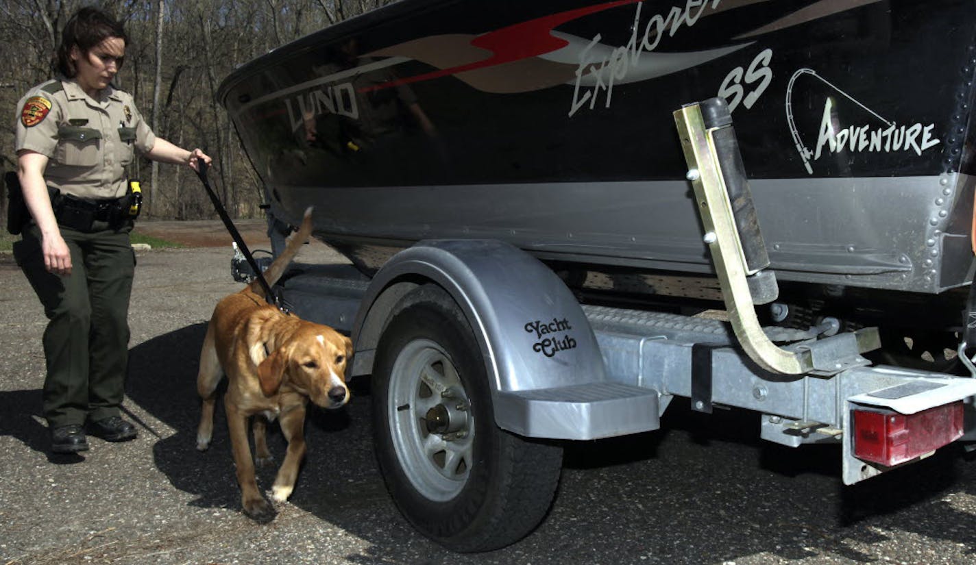 Lt. Julie Siems brought her K-9, Brady, to detect zebra mussels hidden in a boat at Fort Snelling State Park Tuesday. Brady found them in about a minute.