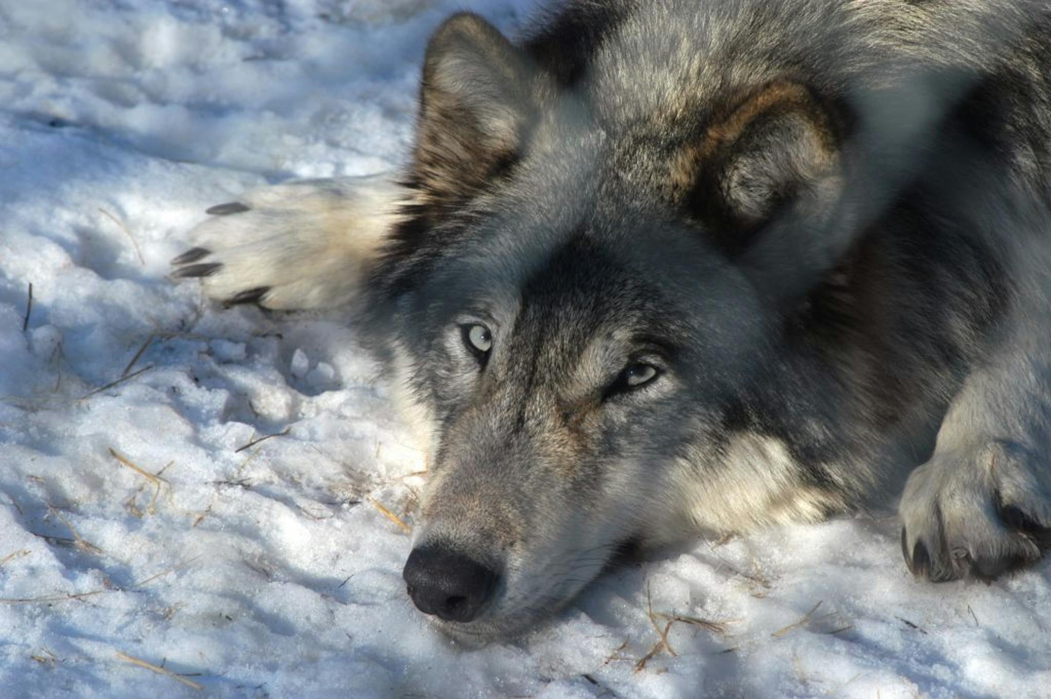 Forest Lake,Mn. Thursday 2/3/2004 Richard Sennott/ Star Tribune For Destinations page Saturdays are open house at the Wildlife Science Center. where the public can see 46 wolves and foxes, lynx bear,New Guinnea dogs and various raptors. These Gray Wolves are in an enclosure that overlooks a den where the wolves have their pups.Every Saturday at 11 Am and 1 PM a guided tour is offered . The tour last about an hour. The web sight is at www.wildlifesciencecenter.org GENERAL INFORMATION: Forest Lake