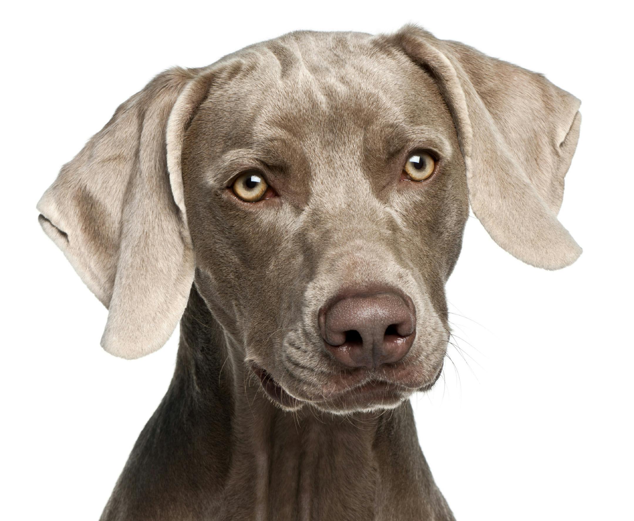 Close-up of Weimaraner, 12 months old, in front of white background