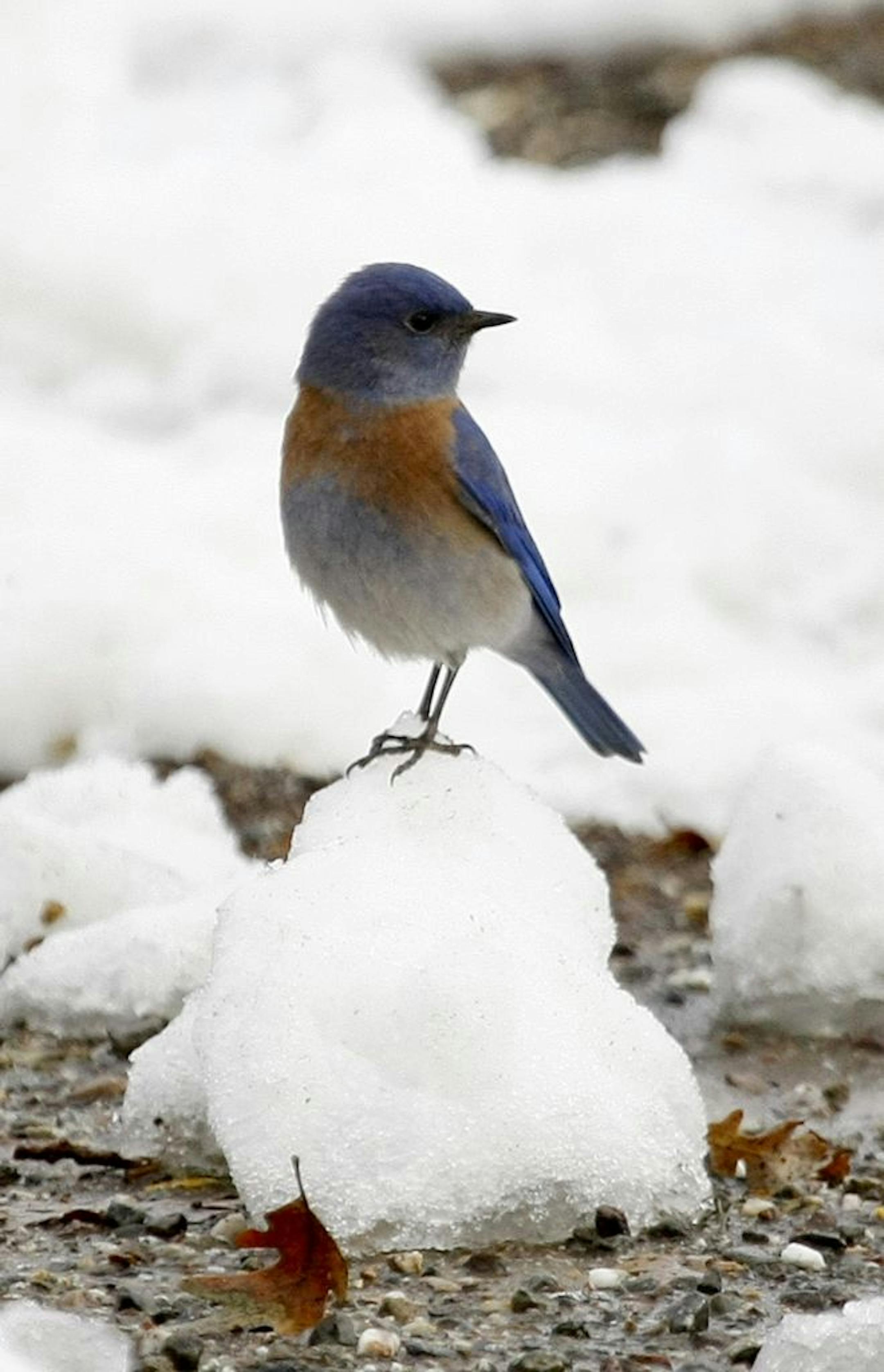 A Western Bluebird is perched on a mound of snow after a snowstorm on Mt. Hamilton in San Jose, Calif., Monday, Dec. 7, 2009.