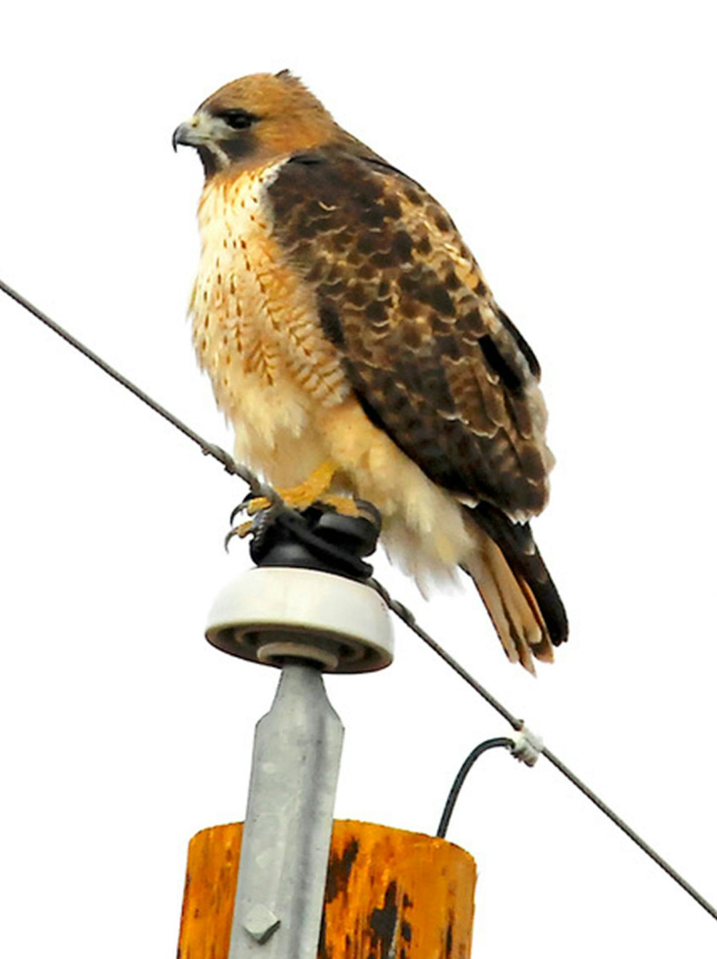 Jim Williams photo: A red-tailed hawk scans the roadside for a rodent meal.