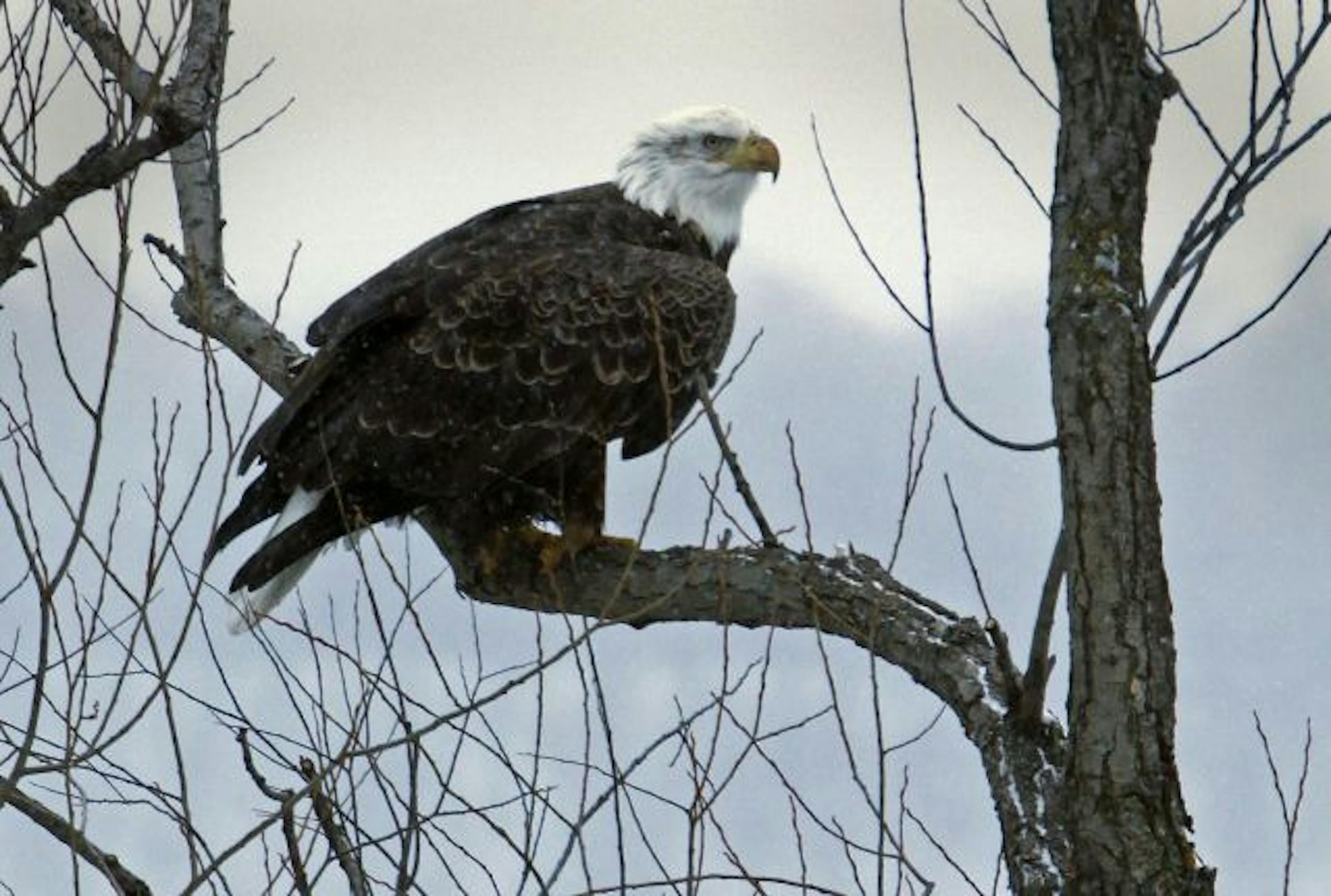 An eagle kept close watch as it perched on a tree along the Lake Harriet parkway in Minneapolis.