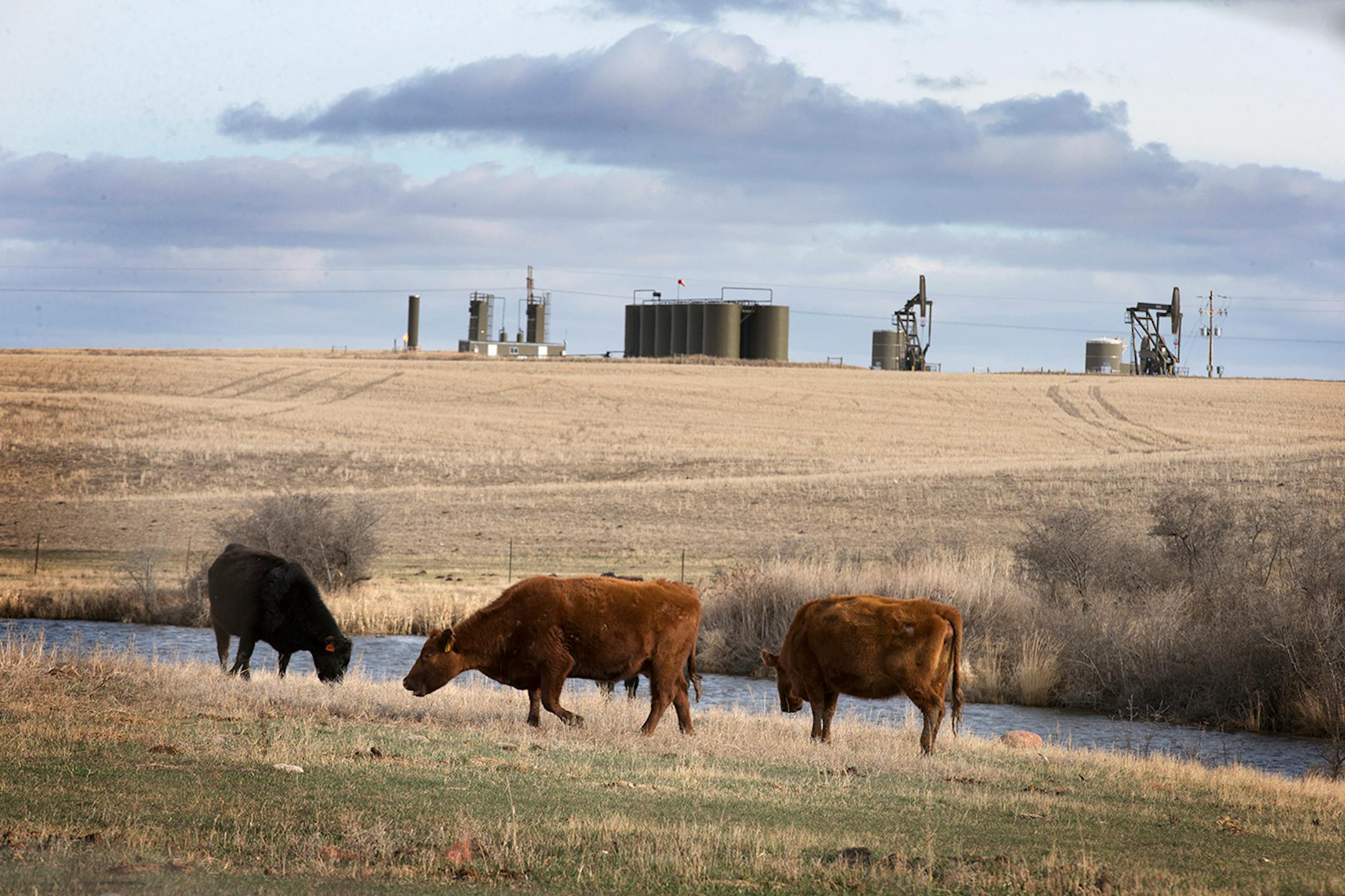 Cattle roam on a ranch near an oil drill site west of Williston, North Dakota on Thursday, April 2, 2015.