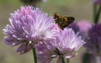 An insect stands on the flowers of a chive in the Birchwood Gardens in St. Louis Park on Tuesday, June 6. City crews continue to till the soil, and co