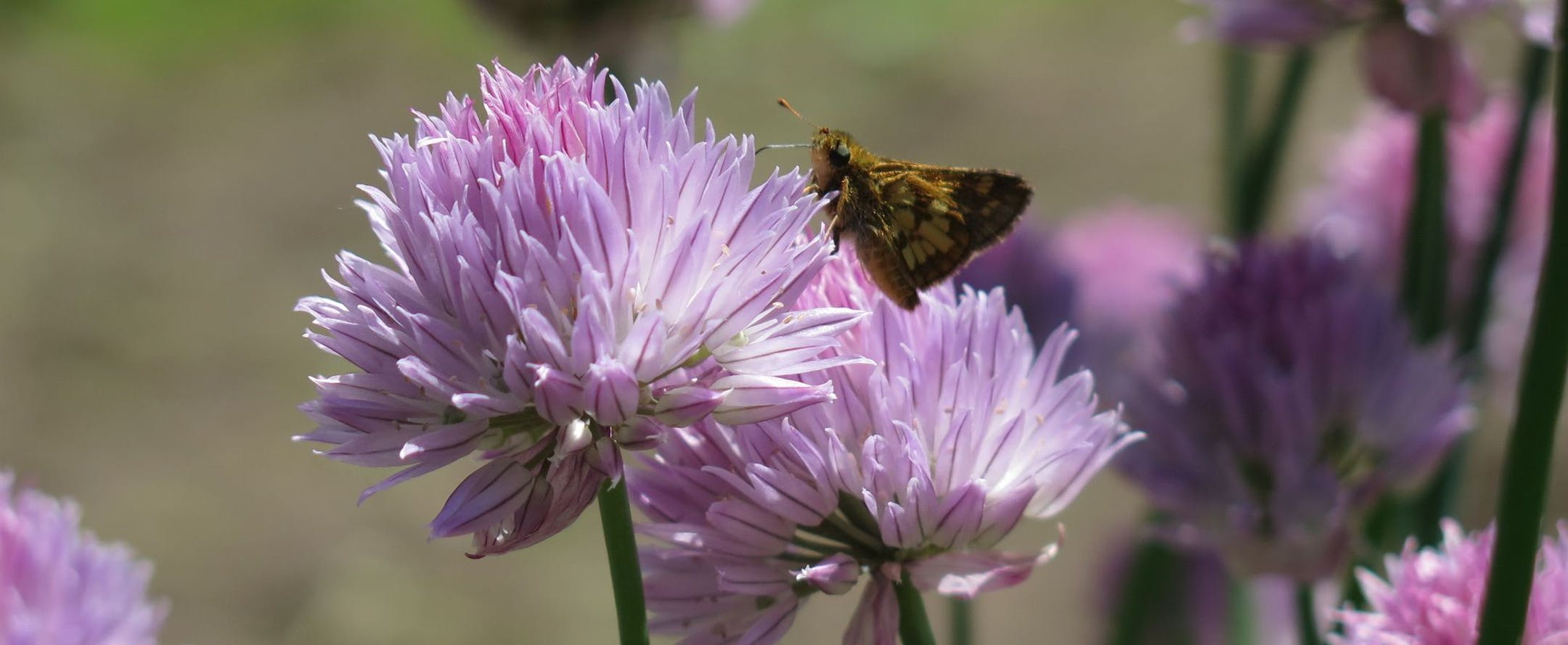 An insect stands on the flowers of a chive in the Birchwood Gardens in St. Louis Park on Tuesday, June 6. City crews continue to till the soil, and community members are expected to begin planting this weekend.