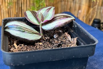 Tradescantia plant being started from a leaf stem cutting.  