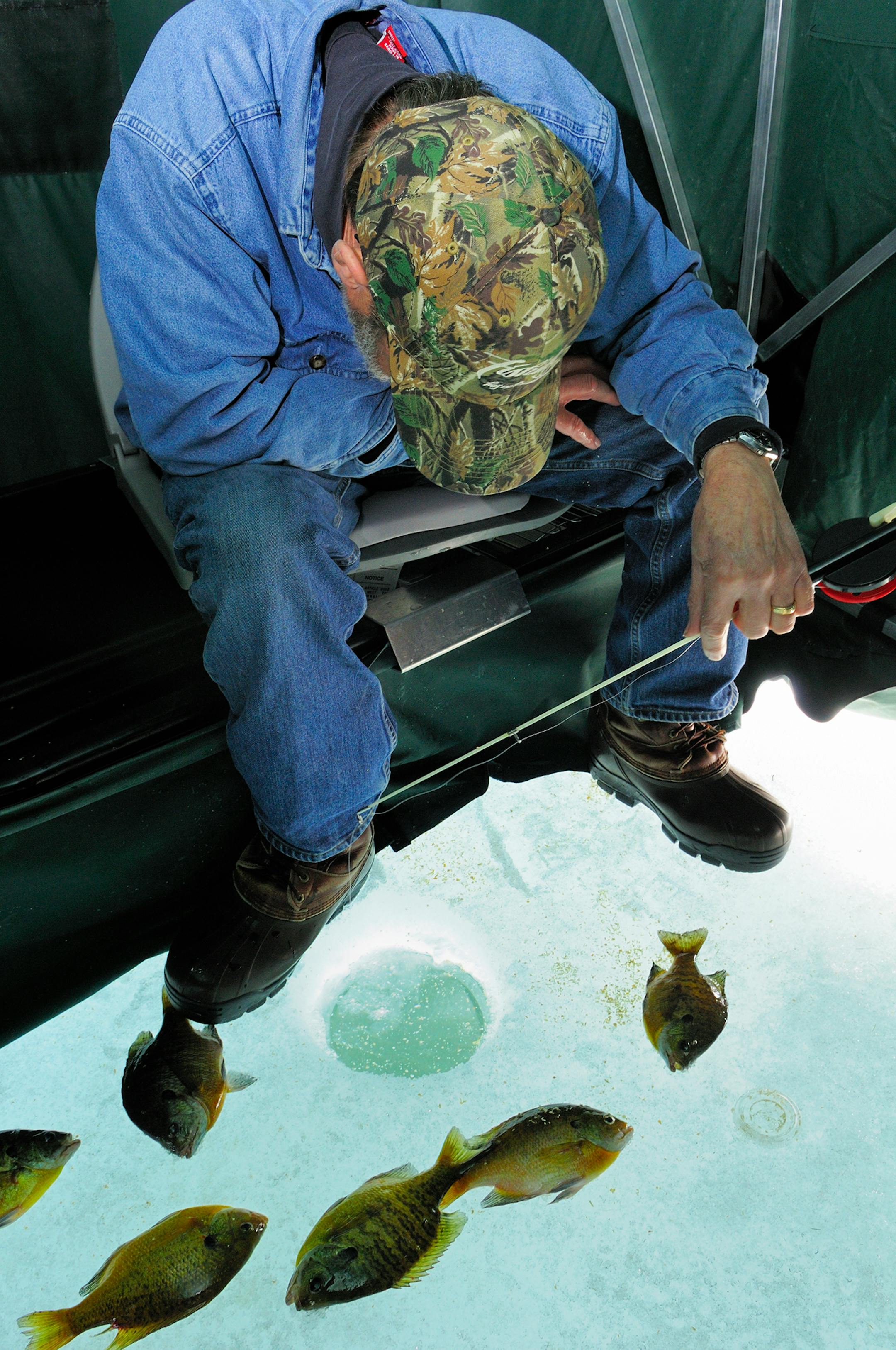 Angler is sight-fishing for sunfish with the six he has already caught on the ice.