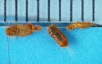 Khapra beetle larvae, which can wreak havoc on grains and seeds, were intercepted at the International Falls port of entry in May.