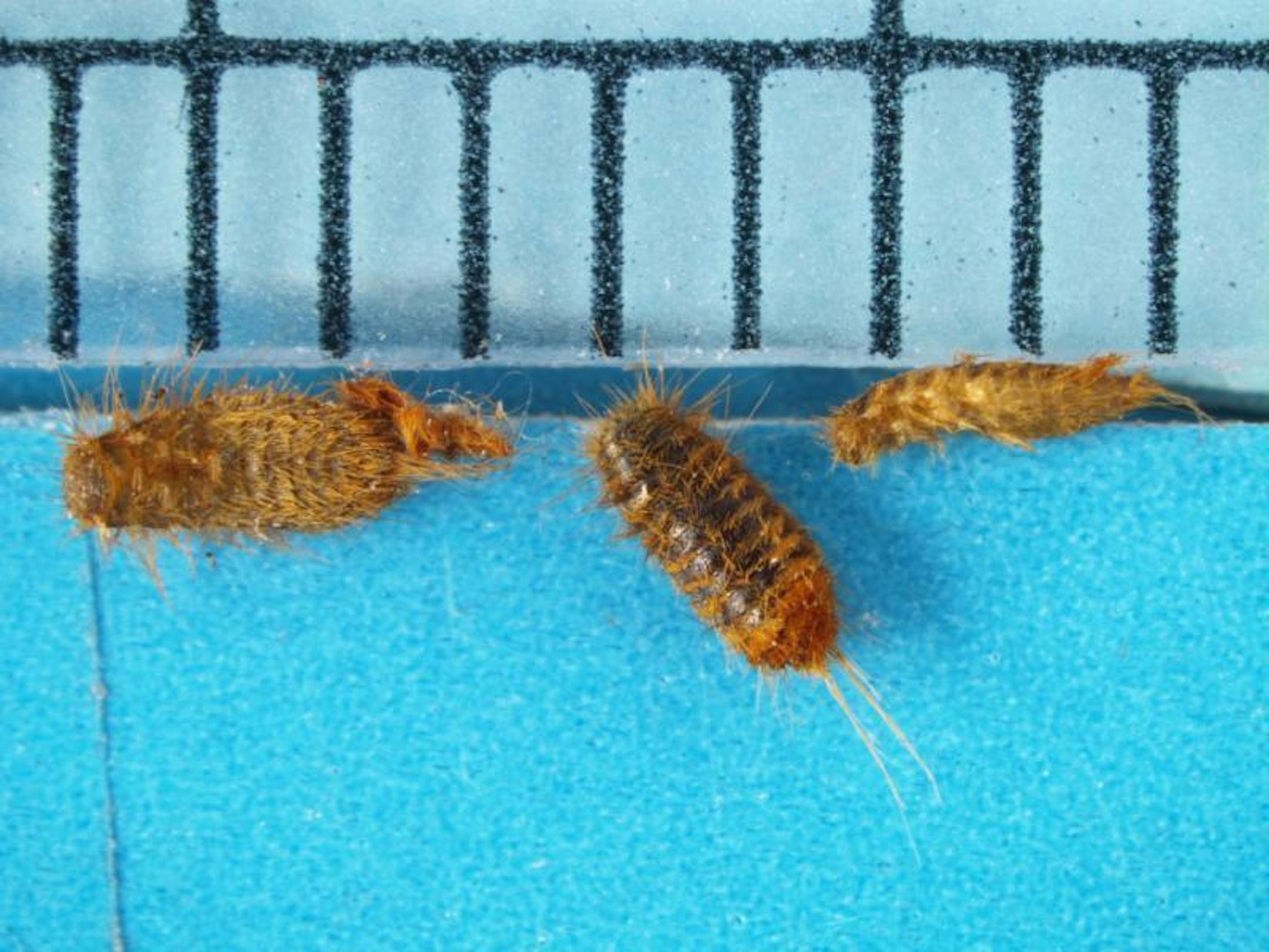 Khapra beetle larvae, which can wreak havoc on grains and seeds, were intercepted at the International Falls port of entry in May.