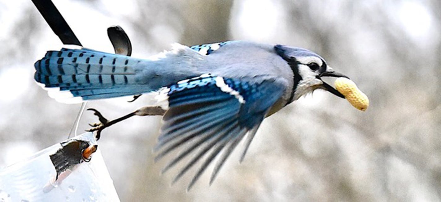 A blue jay flies away from a feeder with a peanut in its beak.