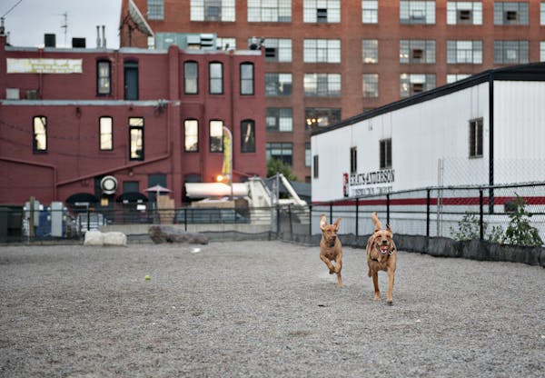 Ellie, a young Golden Retriever and Black Lab mix, on the right, runs with Magda, an 8-month-old Viszla Lab mix at the North Loop dog park in downtown