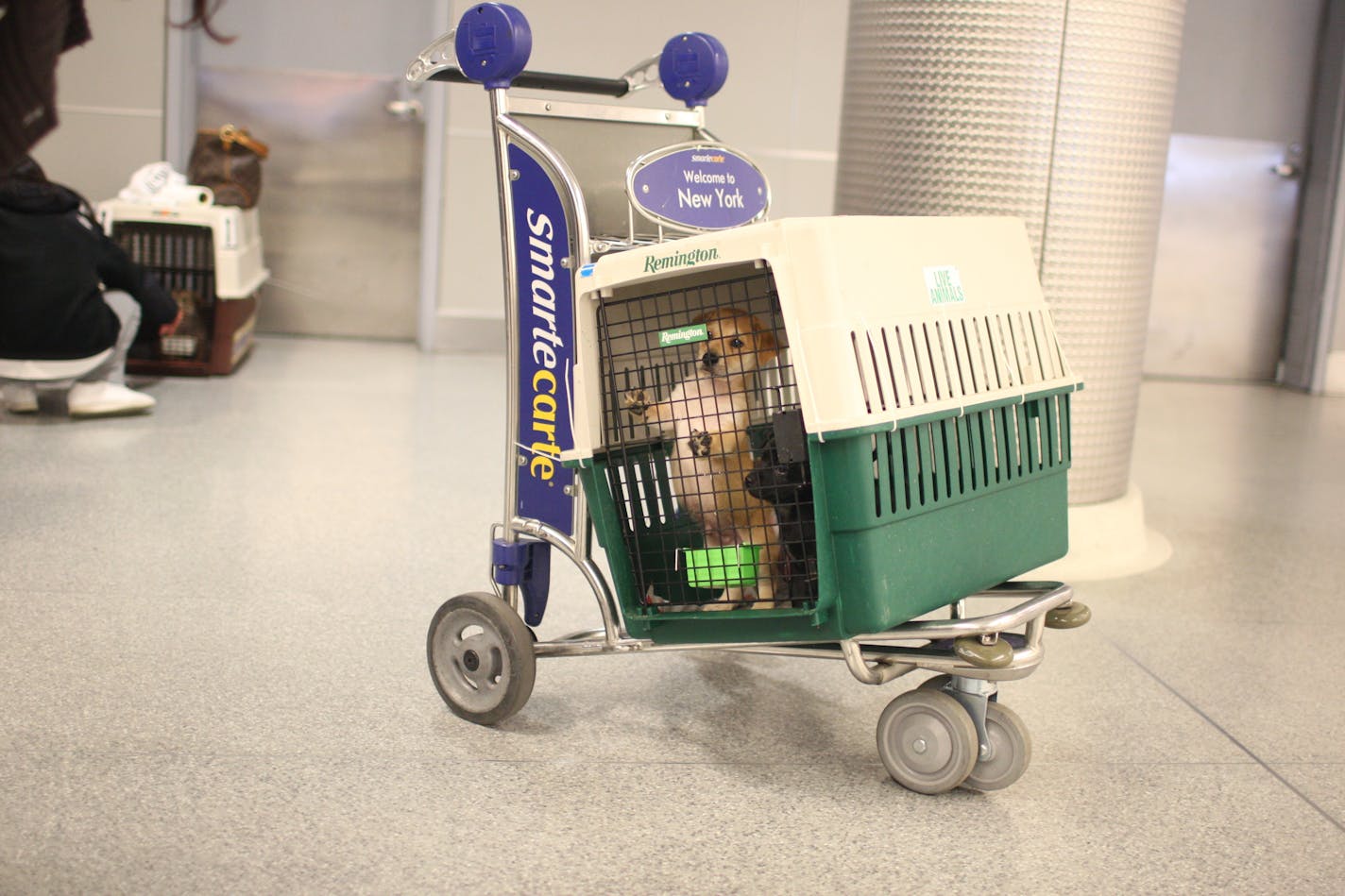 Nefty, one of 17 dogs rescued from Puerto Rico through the Sato Project, waits in a crate at Kennedy International Airport in New York, March 11, 2012. The rescue organization brings abandoned and abused dogs from Puerto Rico to the continental U.S. for medical treatment and adoption. (Michelle V. Agins/The New York Times)