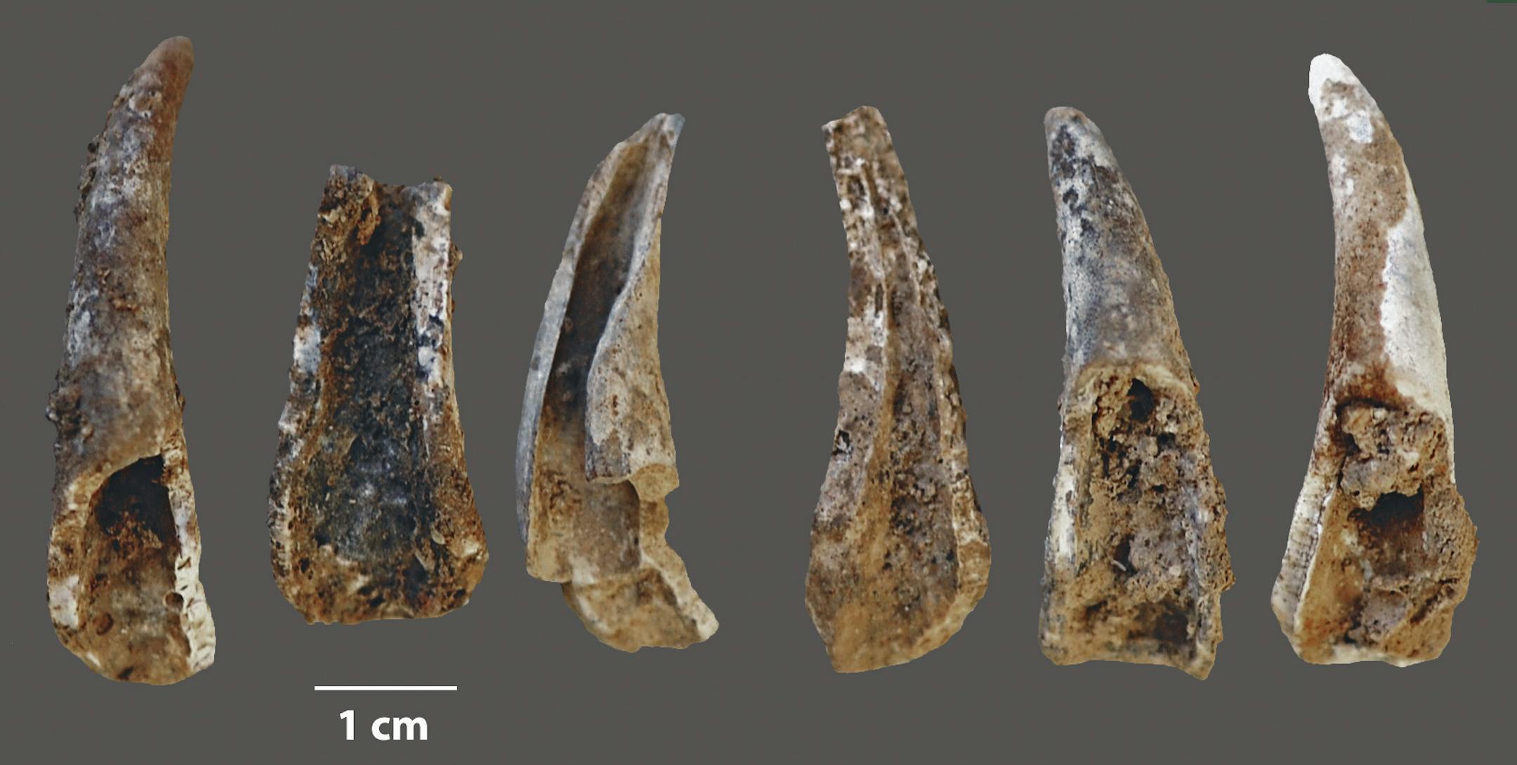In an undated handout photo, brown crab claws recovered from a site in Portugal. Scientists say that a discovery in a seaside Portuguese cave further challenges popular images of Neanderthals as meat-eating brutes. (Zilhao et al. Science, 2020 via The New York Times) -- NO SALES; FOR EDITORIAL USE ONLY WITH NYT STORY SCI NEANDERTHALS FISH BY NICOLAS ST. FLEUR FOR MARCH 30, 2020. ALL OTHER USE PROHIBITED. --