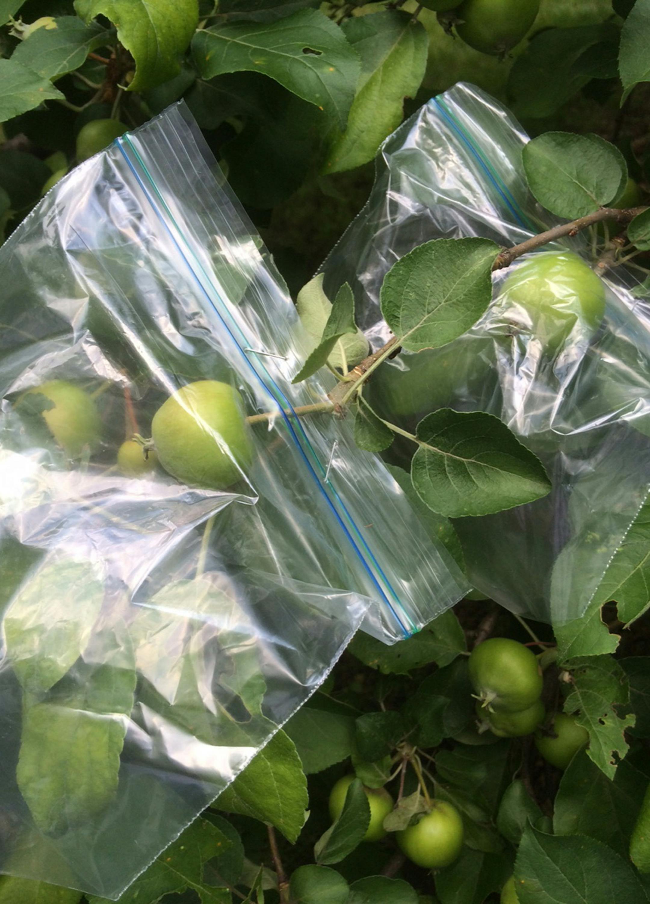 The Japanese method of bagging apples is easy and inexpensive &#x2014; and effective when done at the right time.