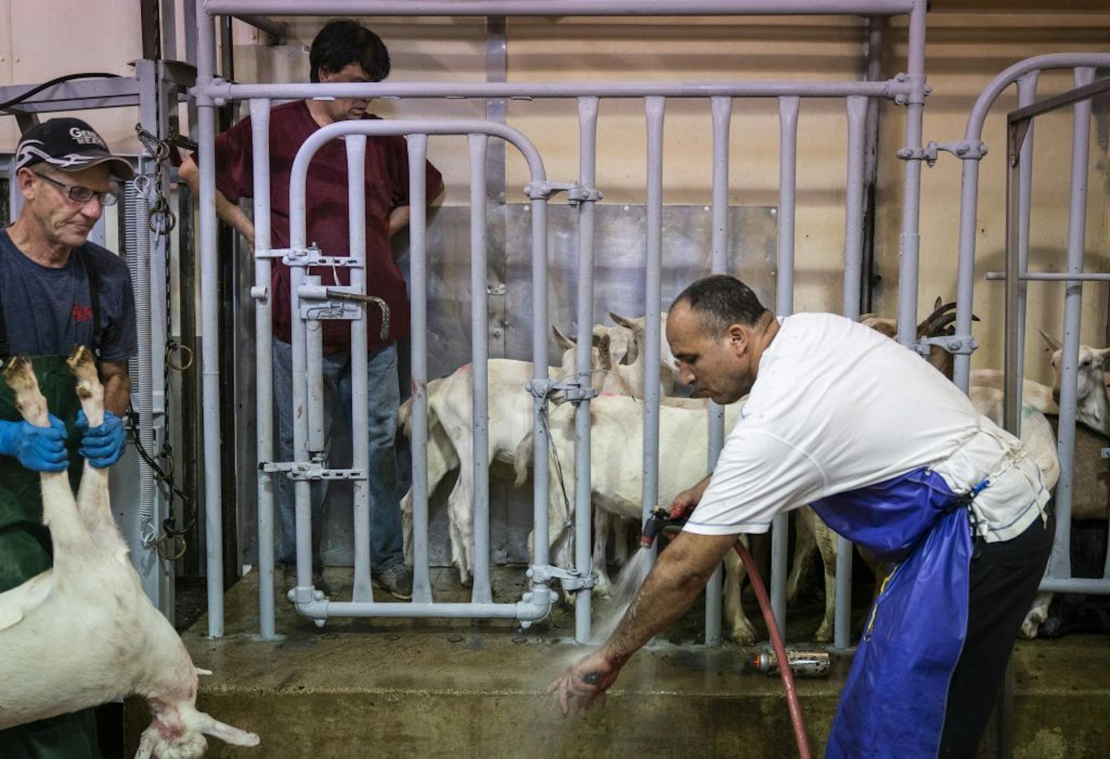Geneva Meats owner Paul Smith, from left, Zahiba Fresh Meats co-owner Tanveer Zubair and Samir Lekbir kept the process running smoothly during the ritual slaughter of goats.
