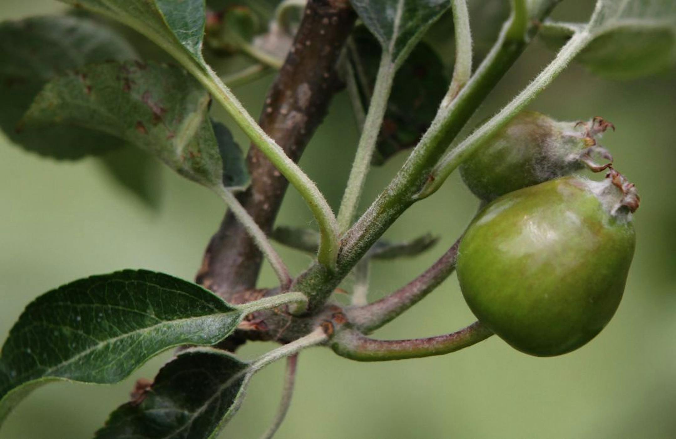 Ross Nelson of Nelson's Apple Farm in Webster MN., checked his trees for the few apples that are growing this season, after his farm was hit with the spring freeze were temperatures dropped from 17 degrees to 24 degrees overnight, wiping out 80% to 90% of his apple crop. Nelson said most of the apple trees have far fewer apples growing and some of his trees have no apples growing at all. This branch of honeycrisp apples had far fewer apples growing on it, usually the branches are full. Photograp