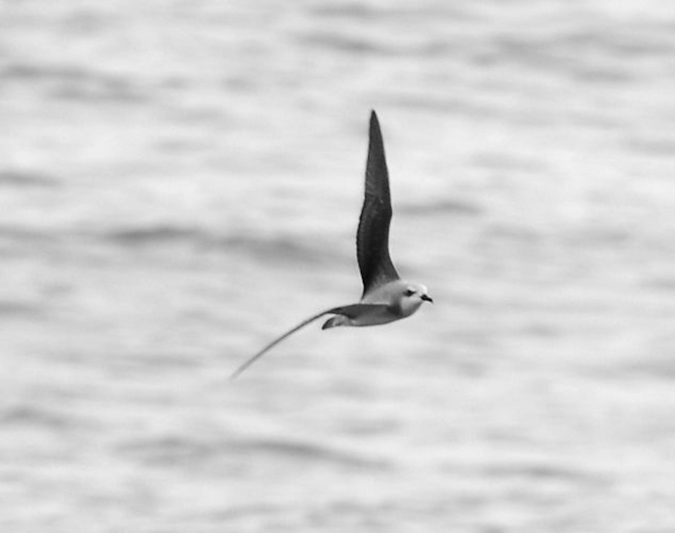 Cook's petrel