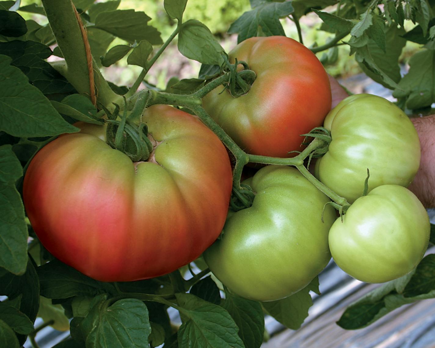 Tomato Country Taste