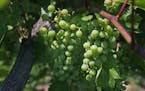 At Parley Lake Winery in Waconia, Frontenac gris grapes are a cold hardy variety developed by the U of M .] rtsong-taatarii@startribune.com