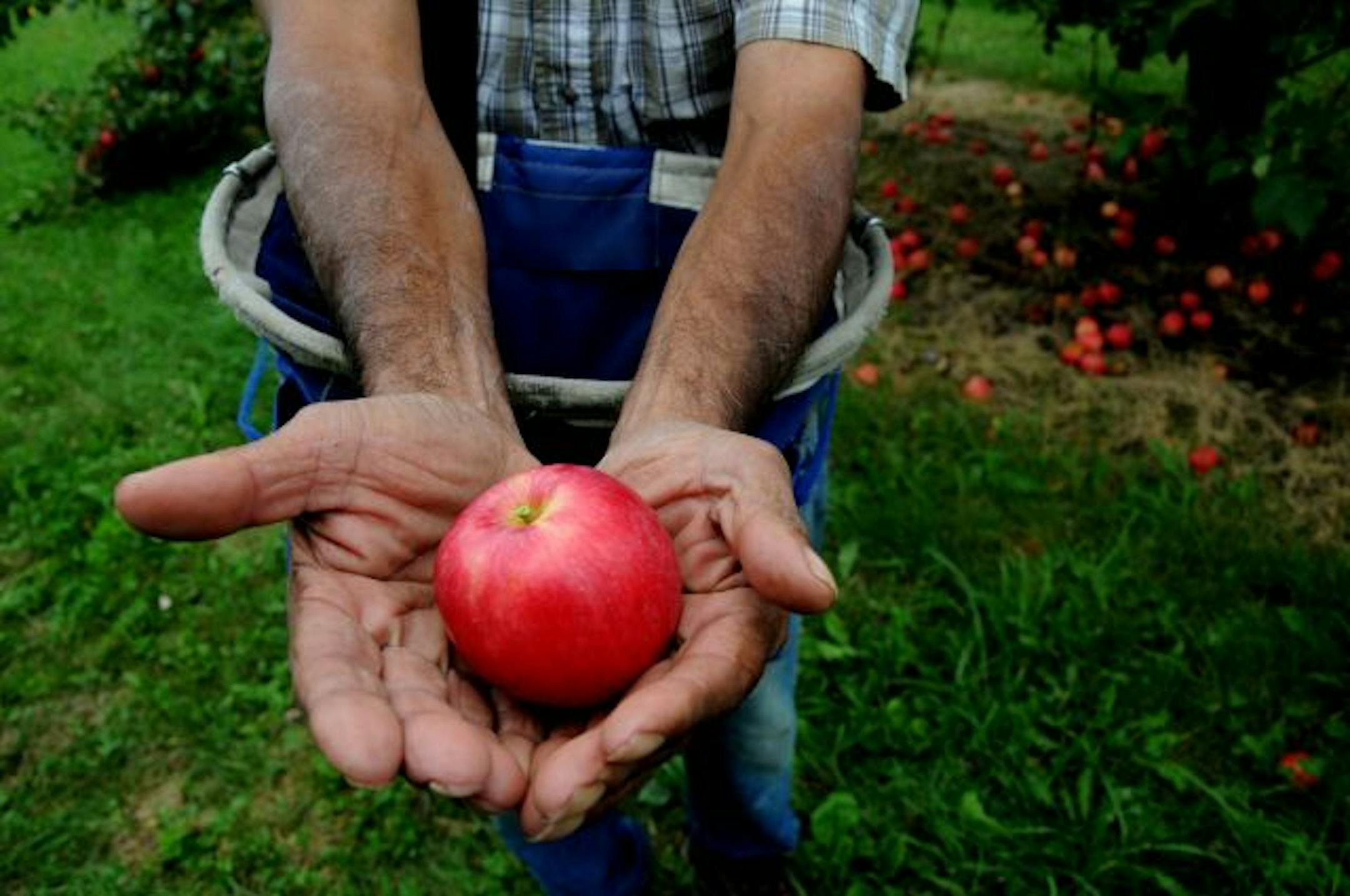 Jordan, Mn. 9/3/10 Minnesota Harvest orchard is closing it's doors at the end of the apple season. Evalisto Spitia is the orchards best picker who can hand pick 20 bushels an hour. He holds a zestar apple he just picked