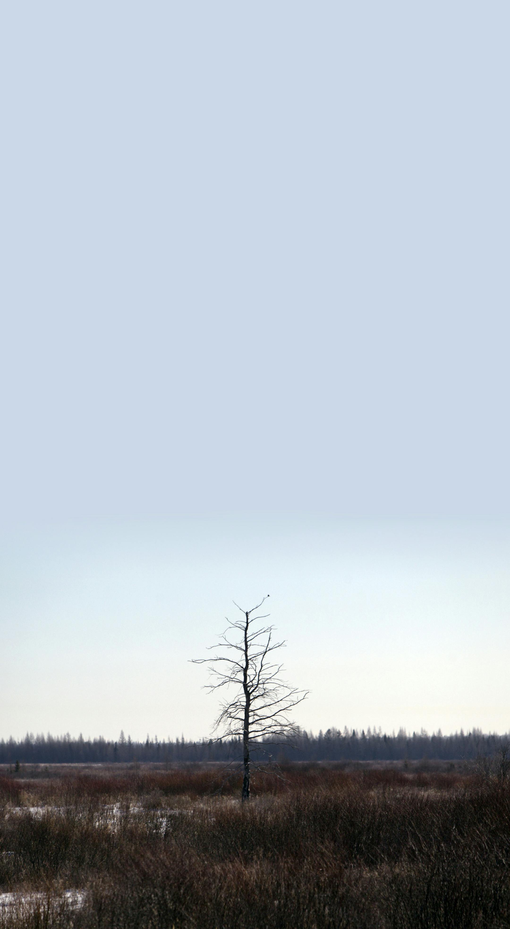 A lone grey jay perched in a barren tree in the brown, drab winter landscape of Sax-Zim Bog during the Sax-Zim Winter Birding Festival Saturday, Feb. 16, 2013, in Meadowlands, MN.] (DAVID JOLES/STARTRIBUNE) djoles@startribune.com Every mid-February, bird watchers from around the country -- and even a few from overseas -- gather before dawn in a frozen bog in northern Minnesota for the Sax-Zim Winter Birding Festival. Bundled in every piece of warm clothing they own and facing frigid temperatures