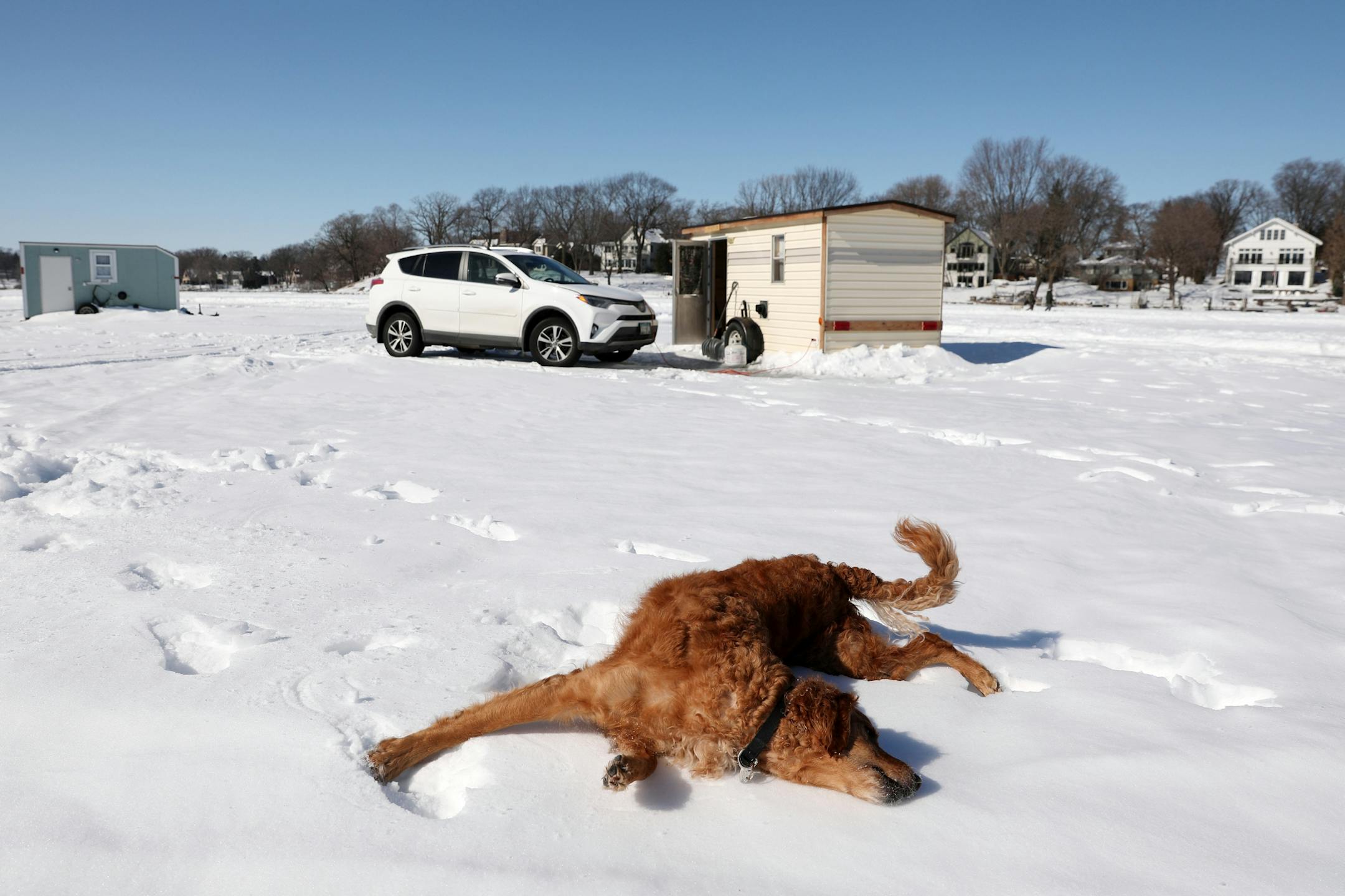 Baylor, a 4-year-old golden retriever owned by angler Darrin Stuhr of Eden Prairie, played in the snow while talking a break from the ice fishing shelter Thursday at Lake Minnetonka.
