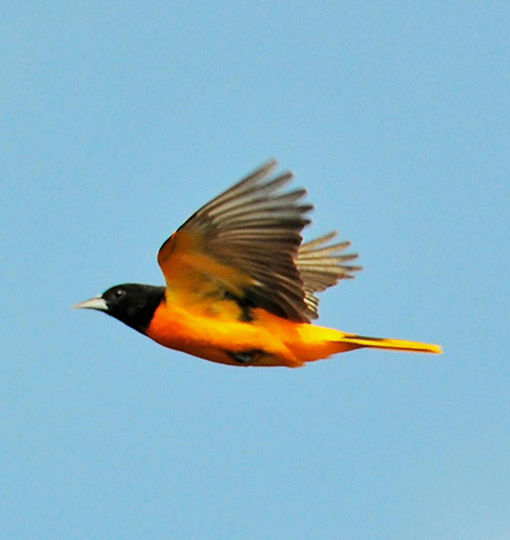 A Baltimore oriole flies in from Central America. Jim Williams photo