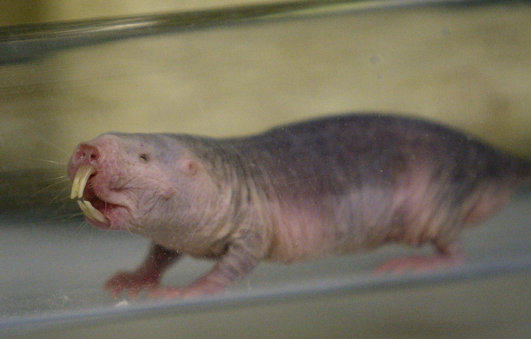 In this Oct. 21, 2009 photo, an older naked mole rat is shown at the Barshop Institute at the UT Health Science Center in San Antonio. Naked mole rats are becoming more popular in research laboratories, where the seemingly invulnerable rodents have surprised scientists with their ability to live up to 30 years and their potential to offer insights into human health. They're being used to study everything from aging to cancer to strokes. (AP Photo/Eric Gay) ORG XMIT: TXEG106