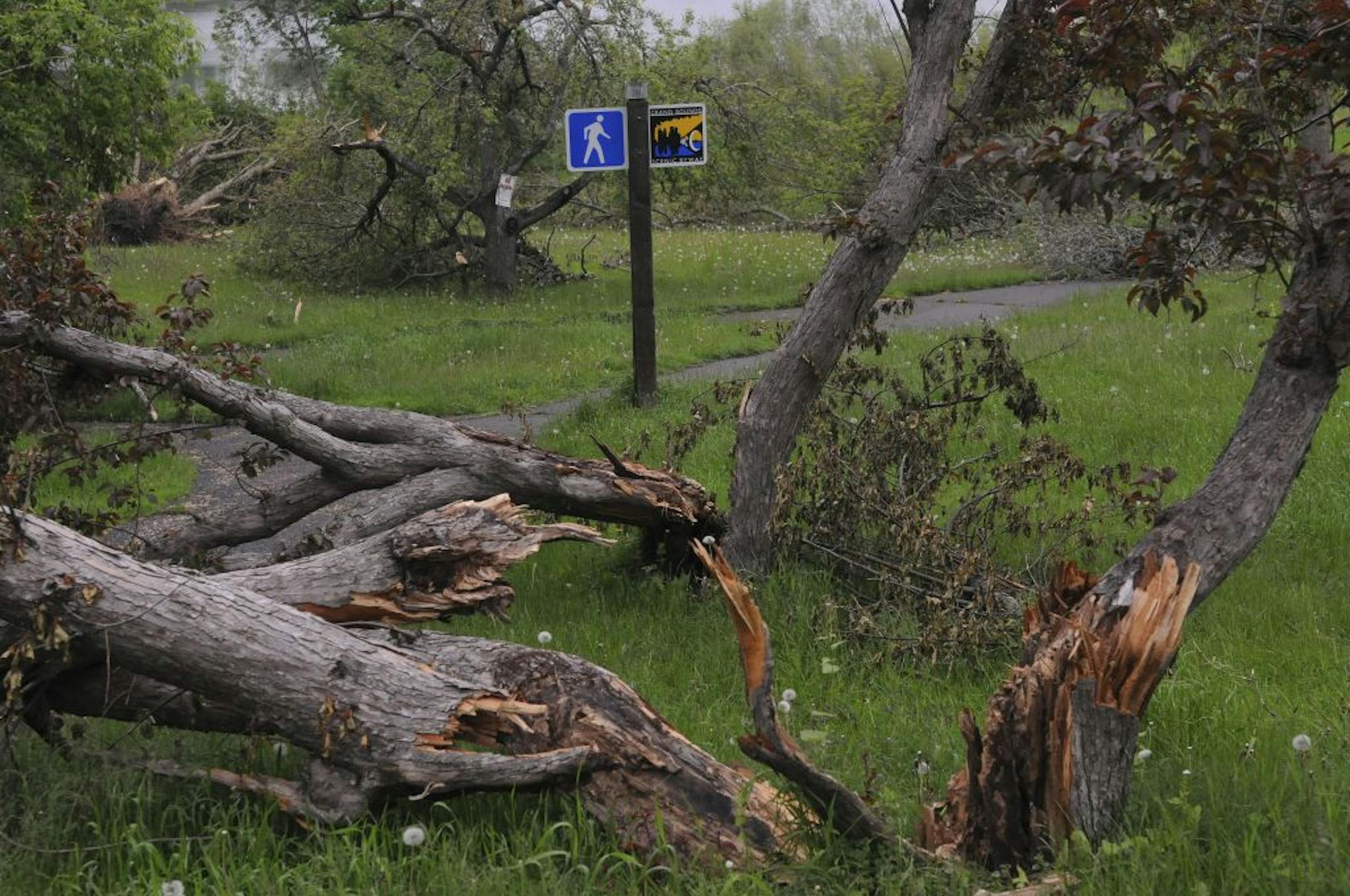 A recent tornado left scars all over historic Wirth Park, the largest park in Minneapolis. About 300 trees, perhaps 10 percent of all trees hit in the city, were uprooted or badly damaged. The effects will be felt for years, and most immediately have set back some planned improvements. These trees were downed near Theodore Wirth Parkway and Glenwood Ave .