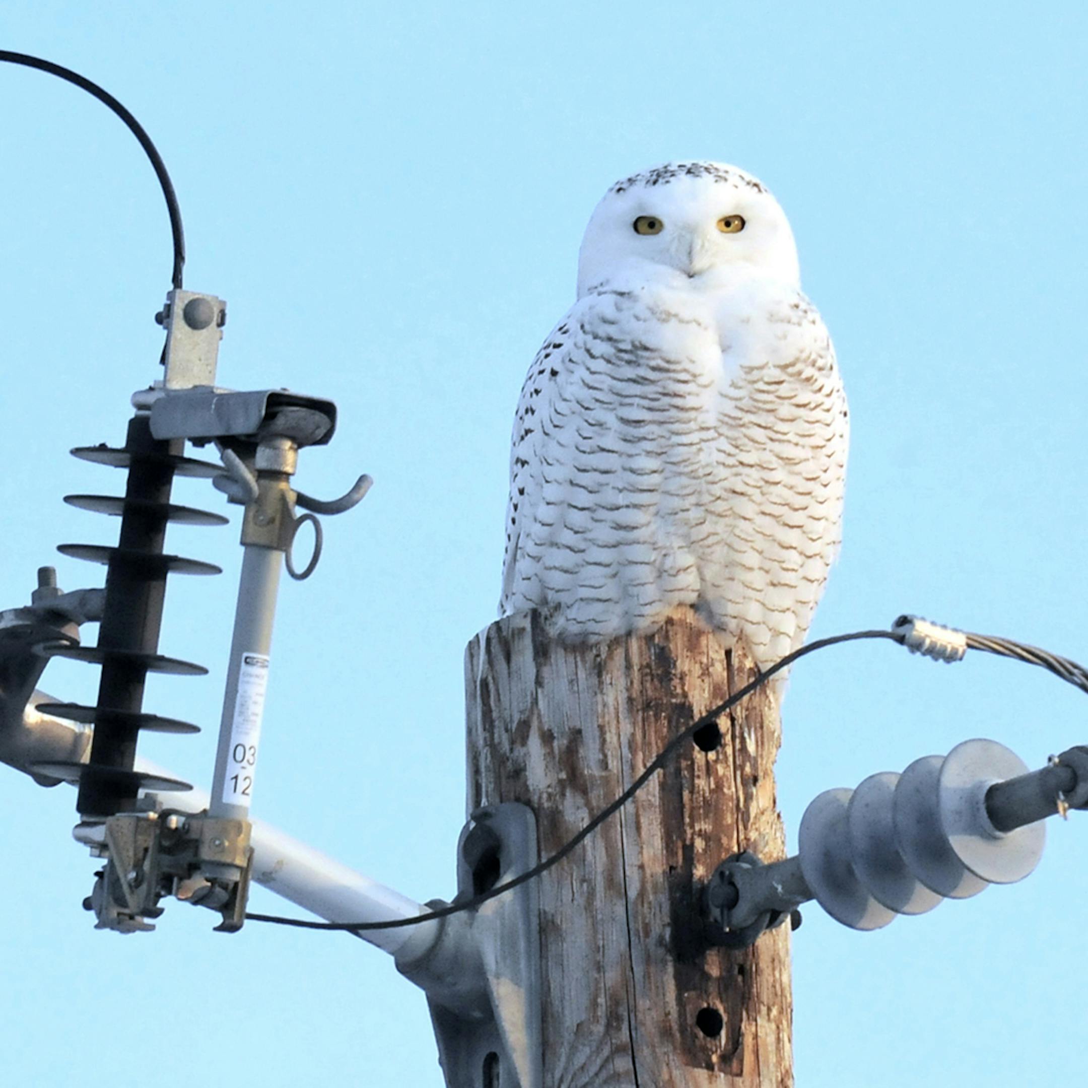 Ramsey, an immature male snowy owl, was tagged on Jan. 26, 2014, in Anoka County.
