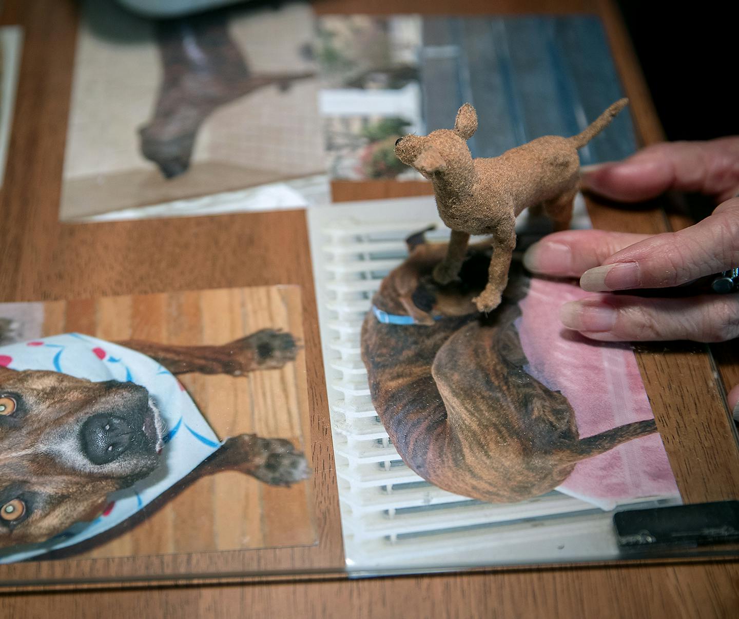 Lucy Francis worked on creating a miniature replica of a dog from an order at her home, Monday, August 6, 2018 in Hastings, MN. The Hastings woman makes a living making tiny, highly realistic, fiber sculptures of dogs. After more than 20 years at it, she's a bit of a star in world of miniature artists, with her pieces selling for $300 to $2,400 each, and some ending up in the hands of celebrities like Martha Stewart and Shirley MacLaine. ] ELIZABETH FLORES &#xef; liz.flores@startribune.com