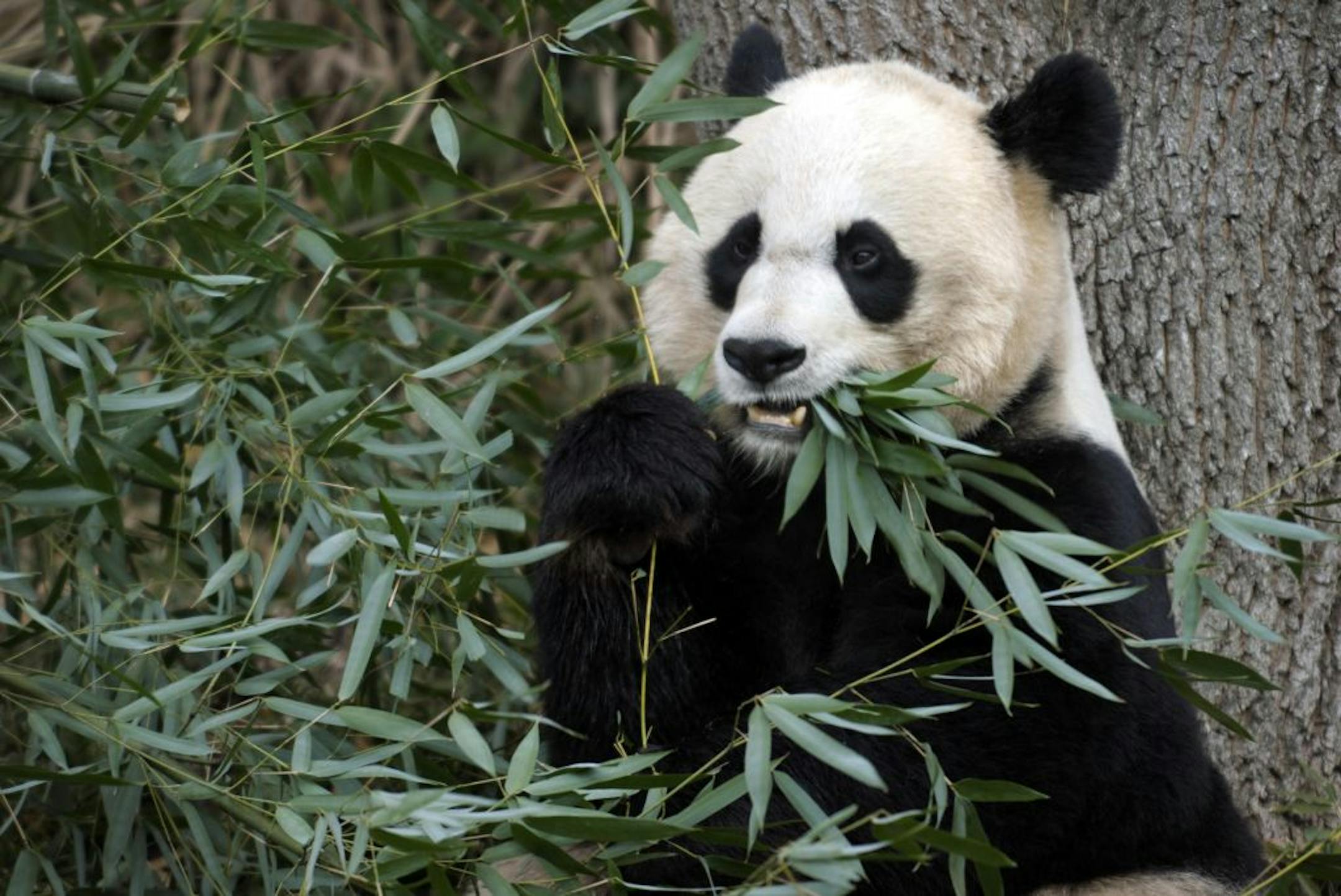 FILE - In this Dec. 19, 2011 file photo, Mei Xiang, the female giant panda at the Smithsonian's National Zoo in Washington, eats breakfast. Mei Xiang gave birth to a cub, but the zoo announced Sunday that the cub had died of unknown causes.