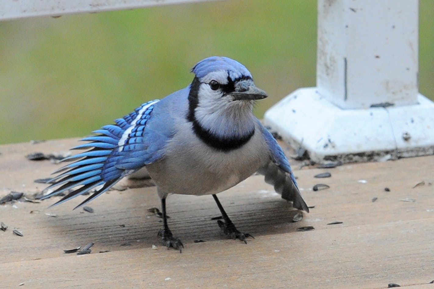 A blue jay on a platform feeder with wings spread to the side.