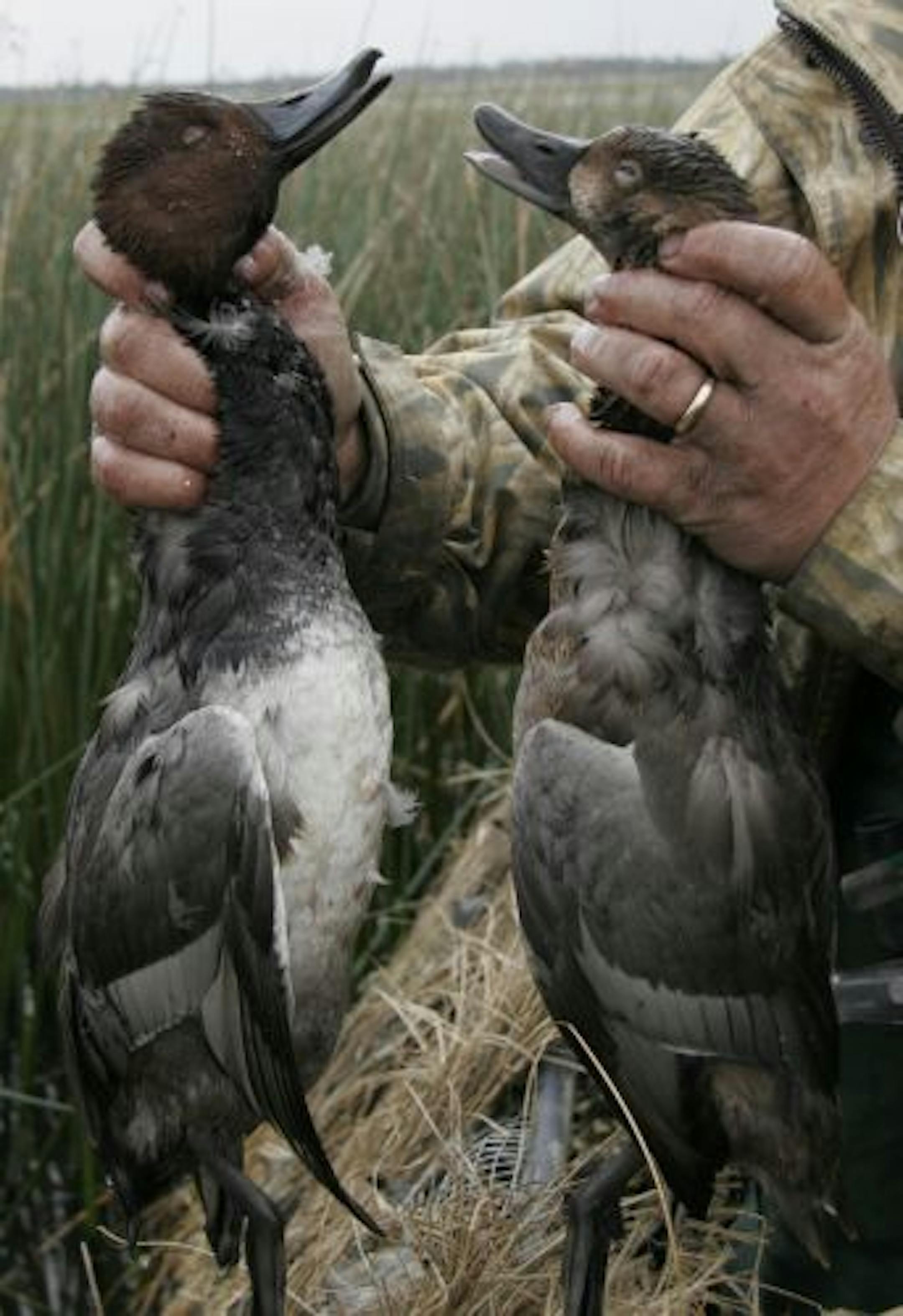 Doug Smith/Star Tribune A drake redhead (left) and a hen redhead (right) were among the ducks bagged by Dennis Simon and his group of hunters on Swan Lake over the weekend.
