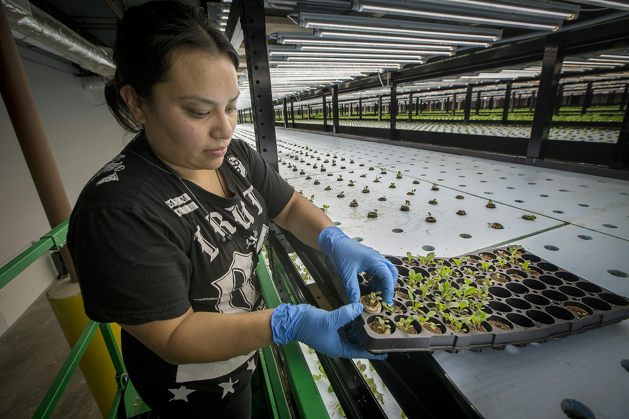 Nancy Espinosa, of Urban Organics placed plants into their pods for growing, Friday, June 2, 2017 in St. Paul, MN. Pentair and Urban Organics opened a new 87,000 sq.ft. indoor fish and produce farm Thursday in the old Schmidt brewing factory that will provide produce and fish to groceries, coops, and restaurants ] ELIZABETH FLORES &#x2022; liz.flores@startribune.com ORG XMIT: MIN1706021536289076
