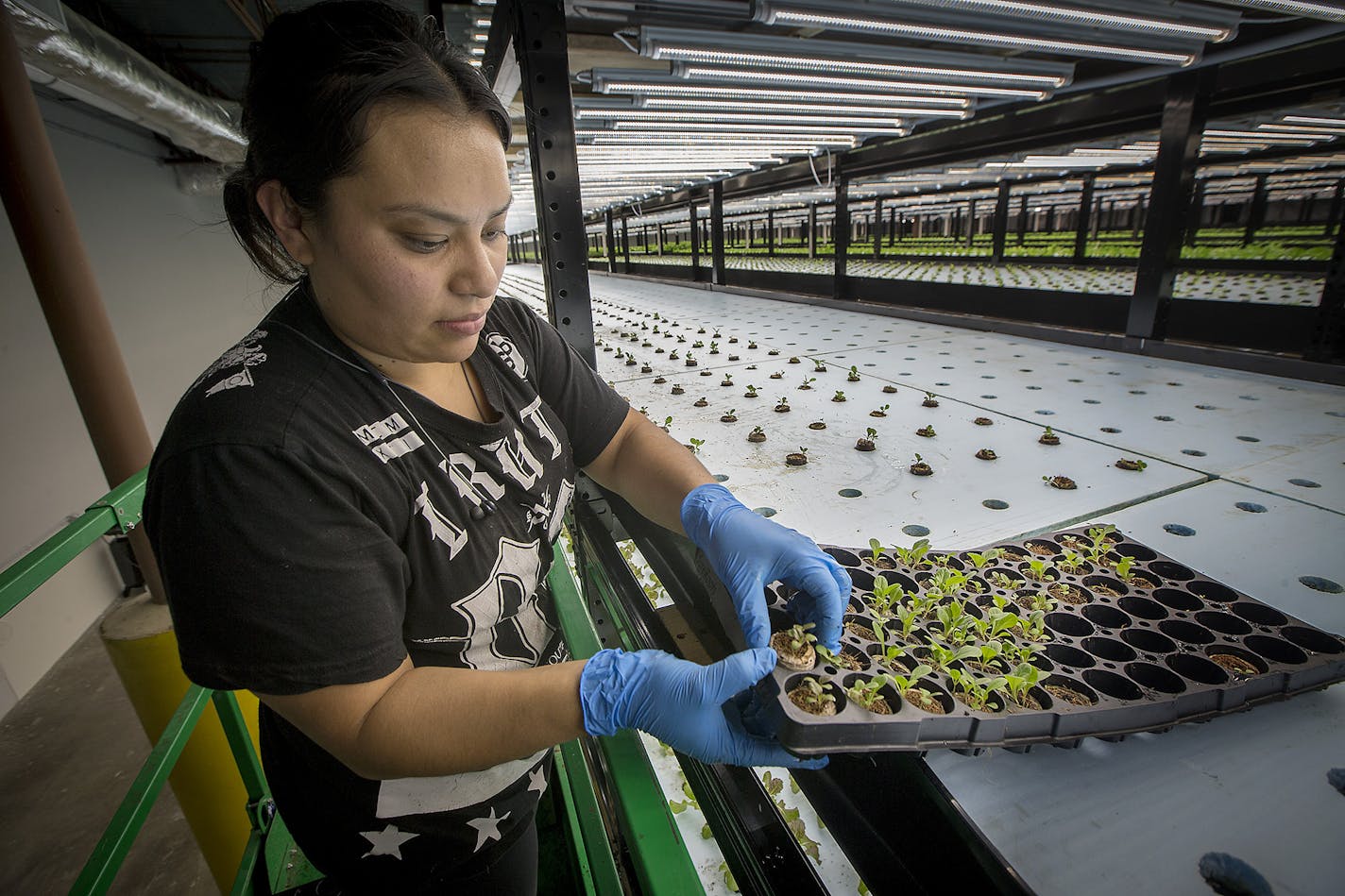 Nancy Espinosa, of Urban Organics placed plants into their pods for growing, Friday, June 2, 2017 in St. Paul, MN. Pentair and Urban Organics opened a new 87,000 sq.ft. indoor fish and produce farm Thursday in the old Schmidt brewing factory that will provide produce and fish to groceries, coops, and restaurants ] ELIZABETH FLORES &#x2022; liz.flores@startribune.com ORG XMIT: MIN1706021536289076