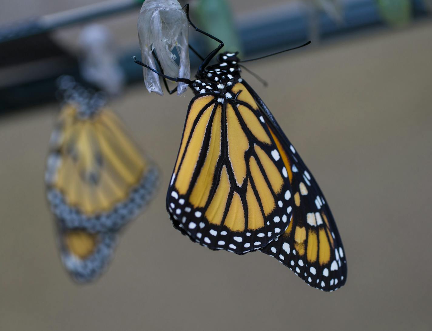 A recently hatched butterfly.