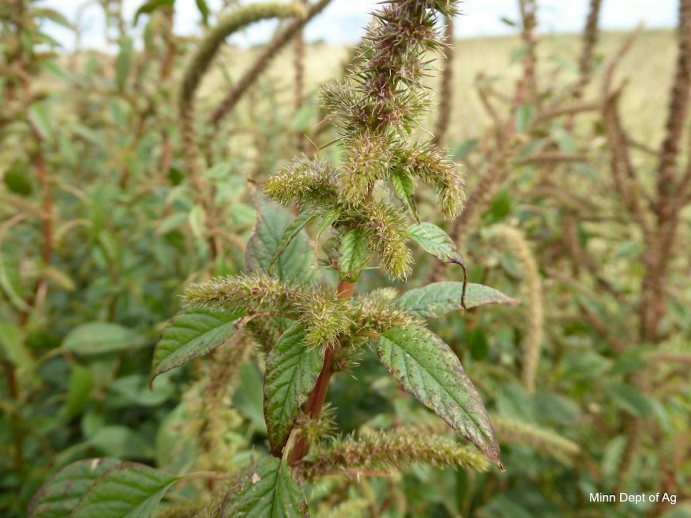 Palmer amaranth: Palmer amaranth, a prolific and aggressive weed discovered in Minnesota in September, has devastated fields and raised the cost of farming in other states. Photo Credit: Minnesota Department of Agriculture