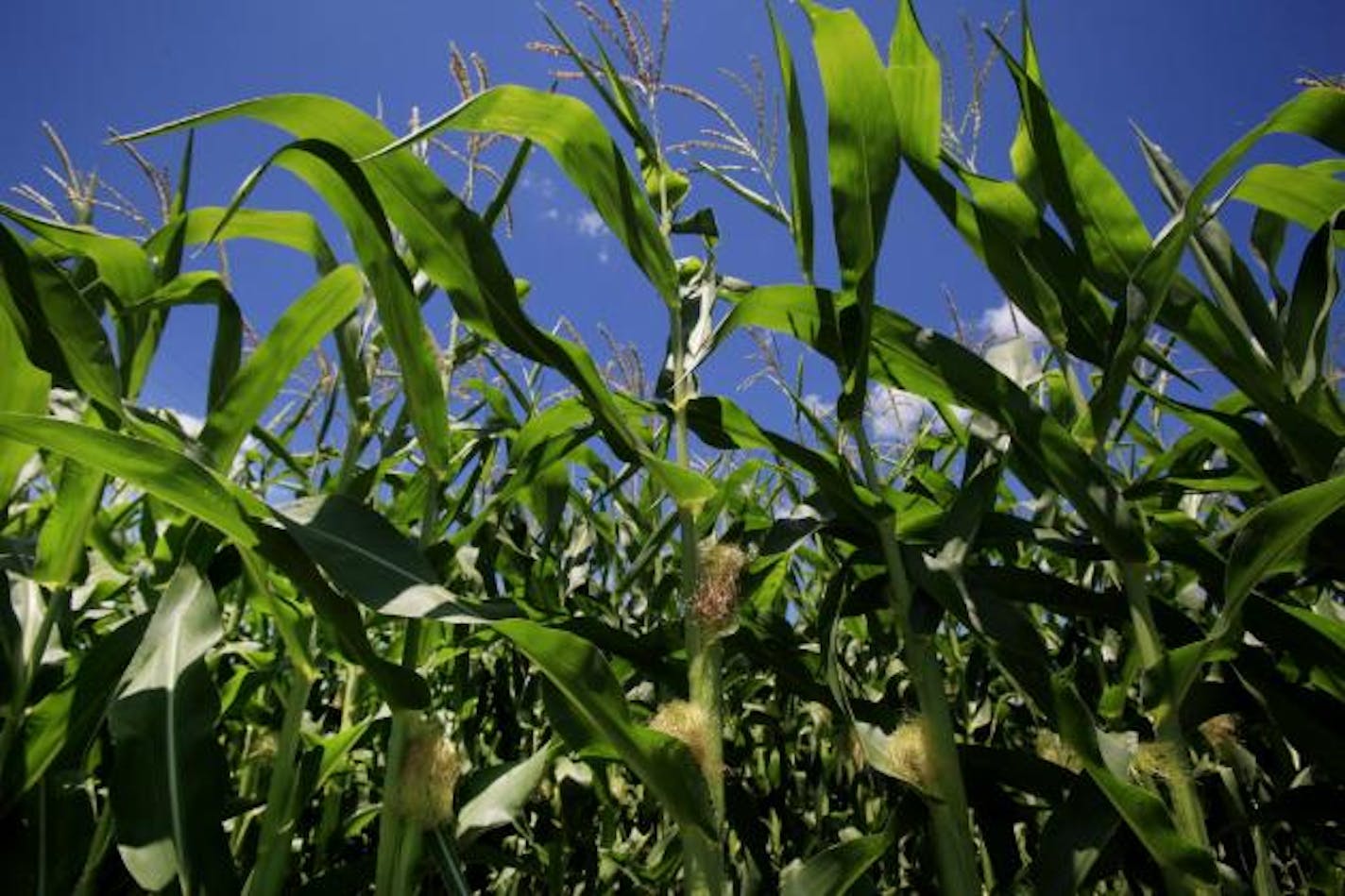 Corn field.